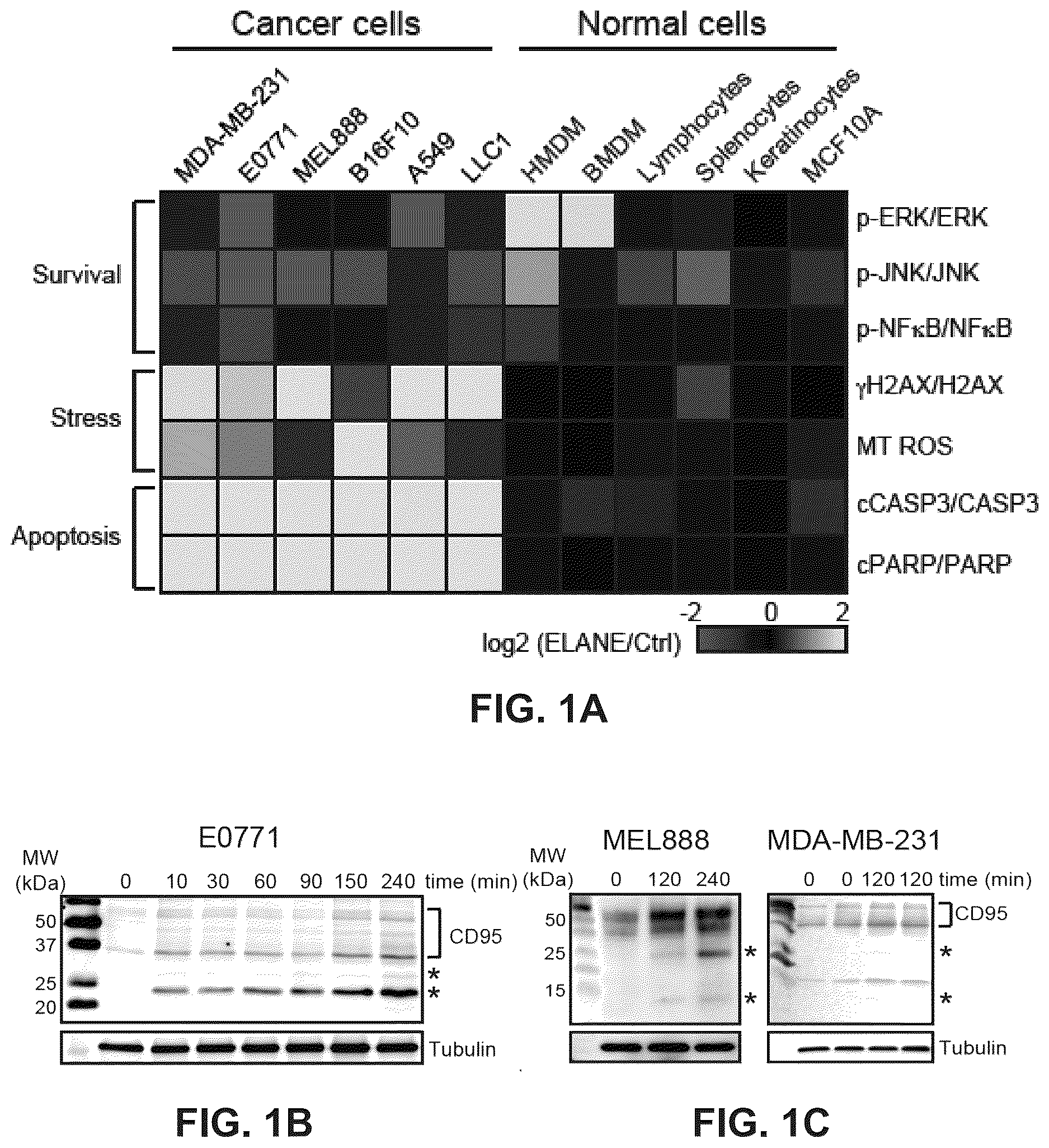 Patent US12611443 — Methods and compositions related to therapeutic peptides for cancer therapy — Figure 1