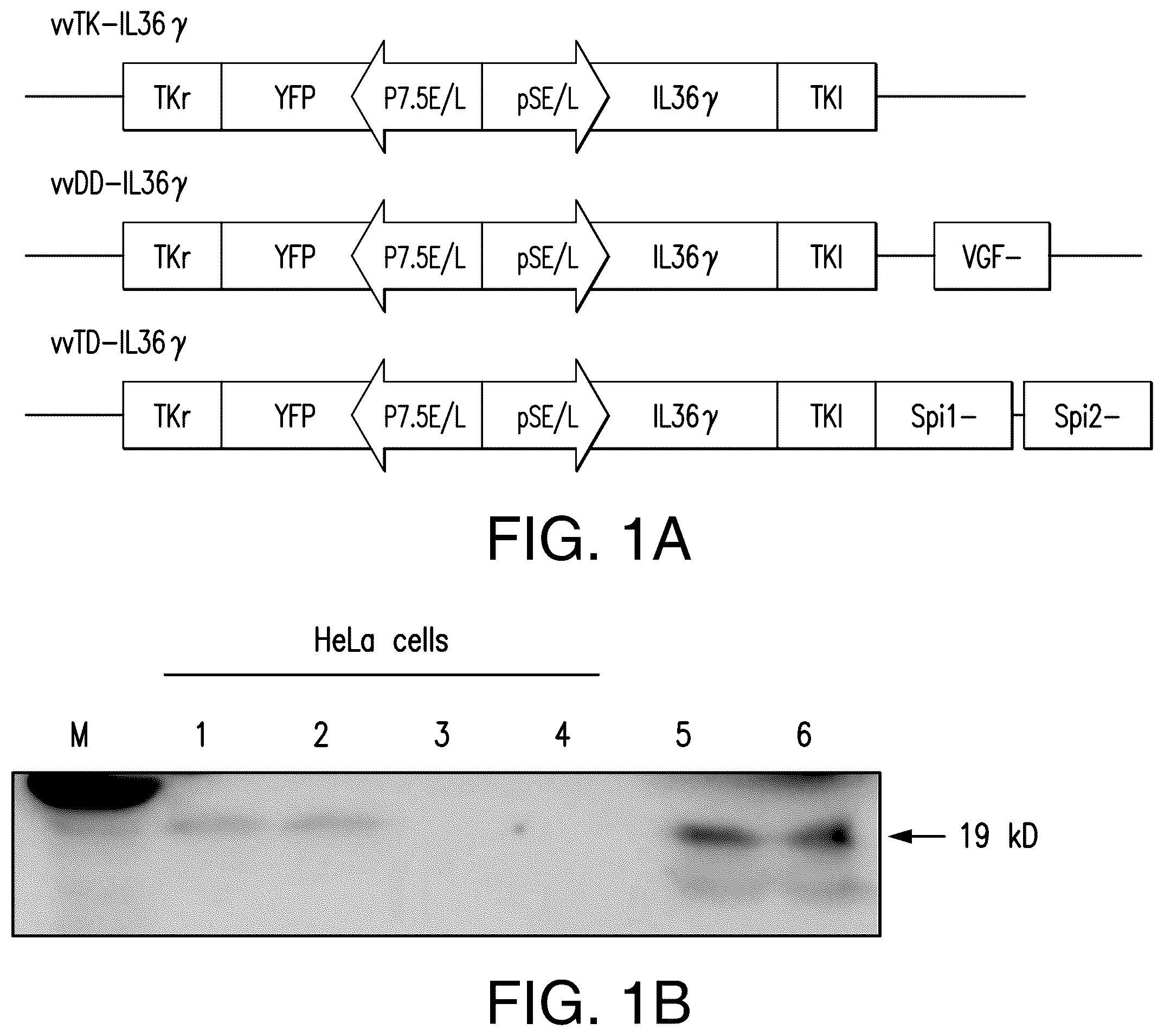 Patent US12611444 — IL-36 cytokine expressing oncolytic viruses for treating cancer — Figure 1