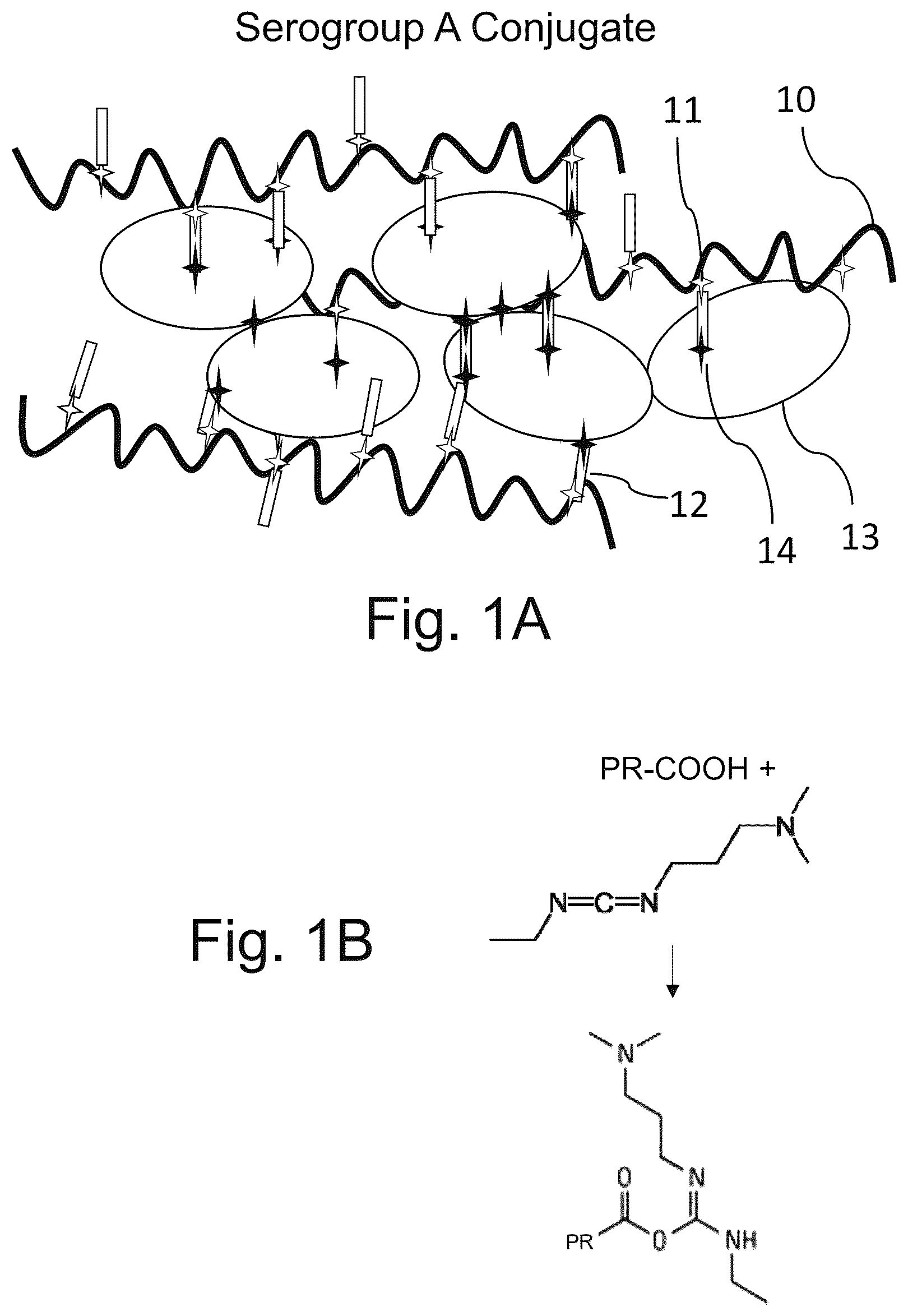 Patent US12611451 — Neisseria meningitidis vaccine — Figure 1