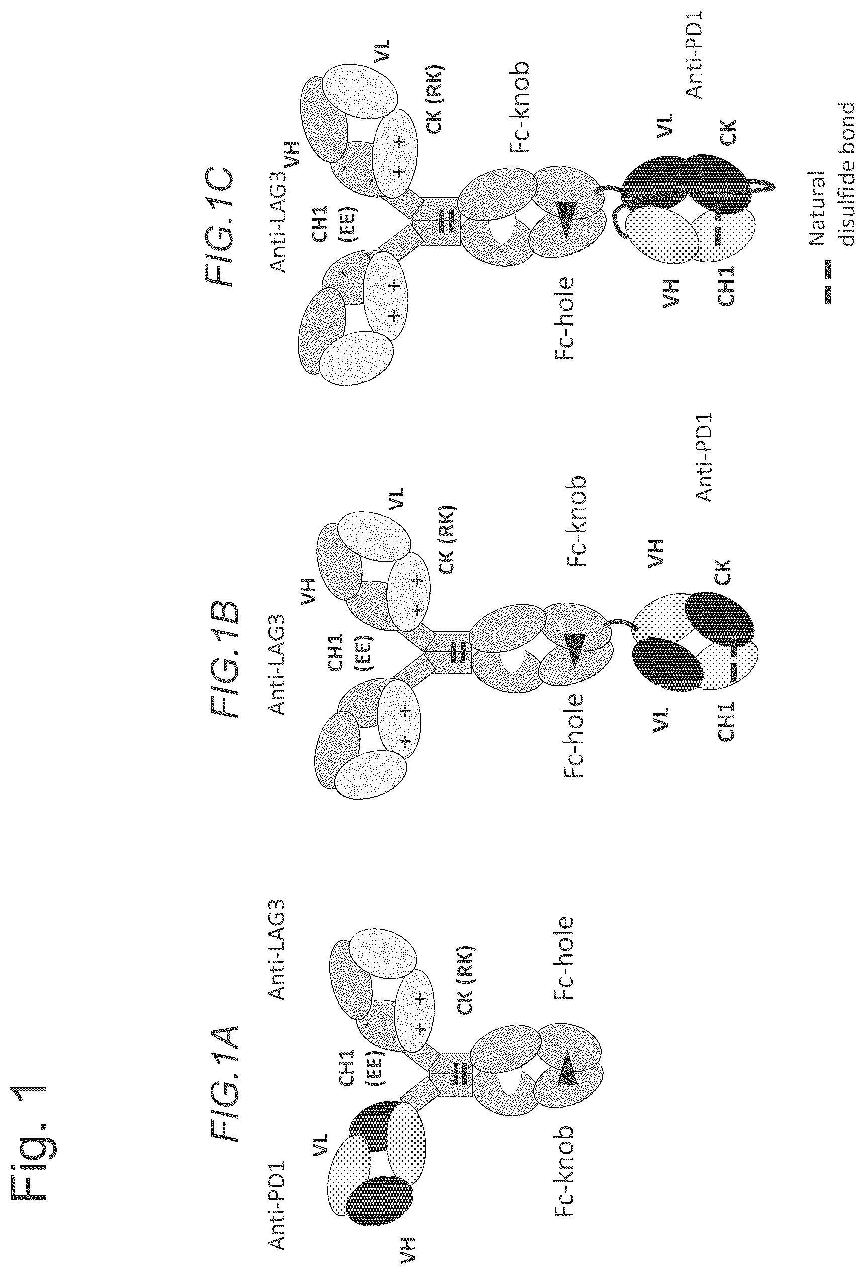 Patent US12611457 — Bispecific antibodies specifically binding to PD1 and LAG3 — Figure 1