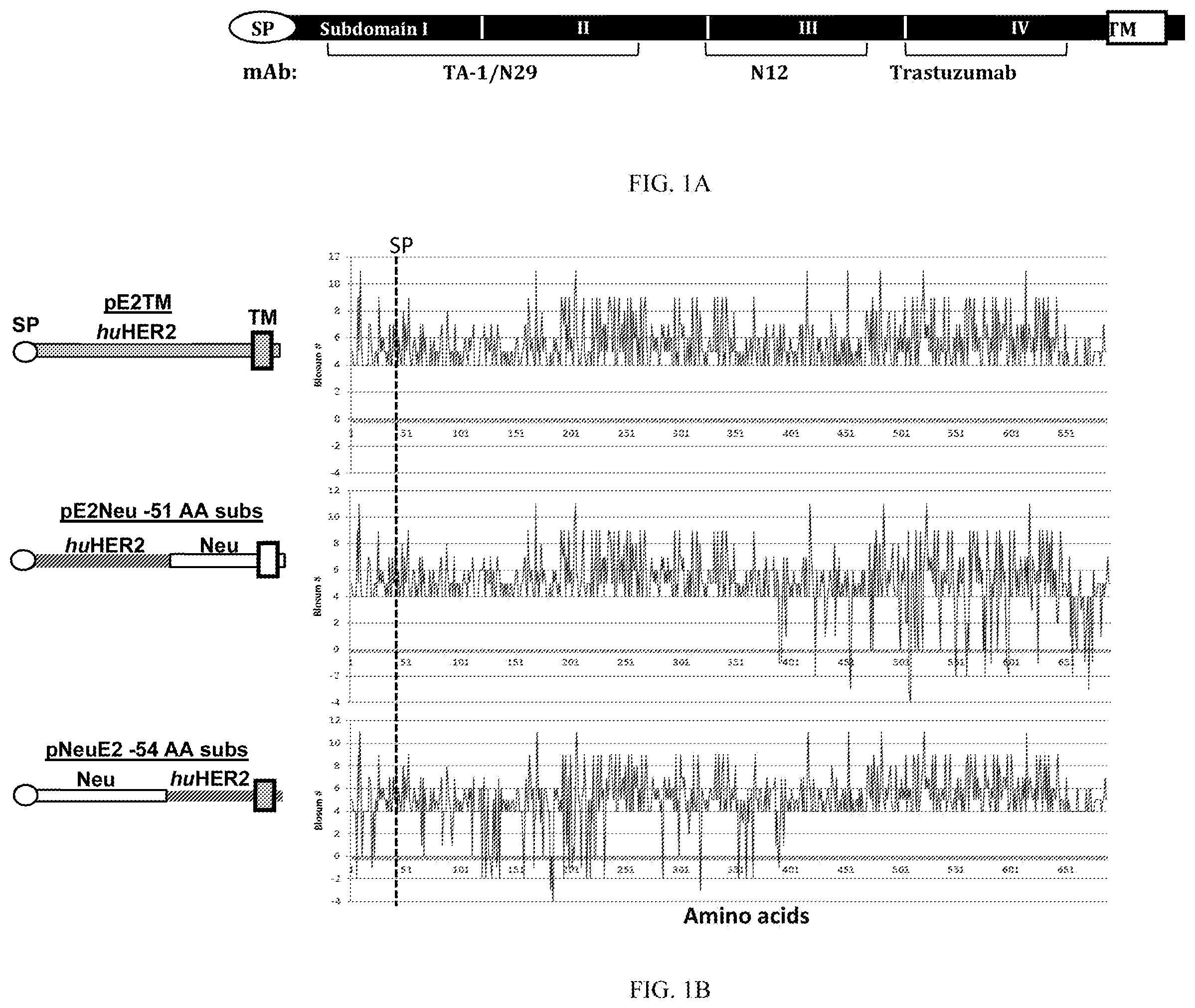Patent US12611463 — Methods and immunogenic compositions relating to HER2 with selective sequence modifications — Figure 1
