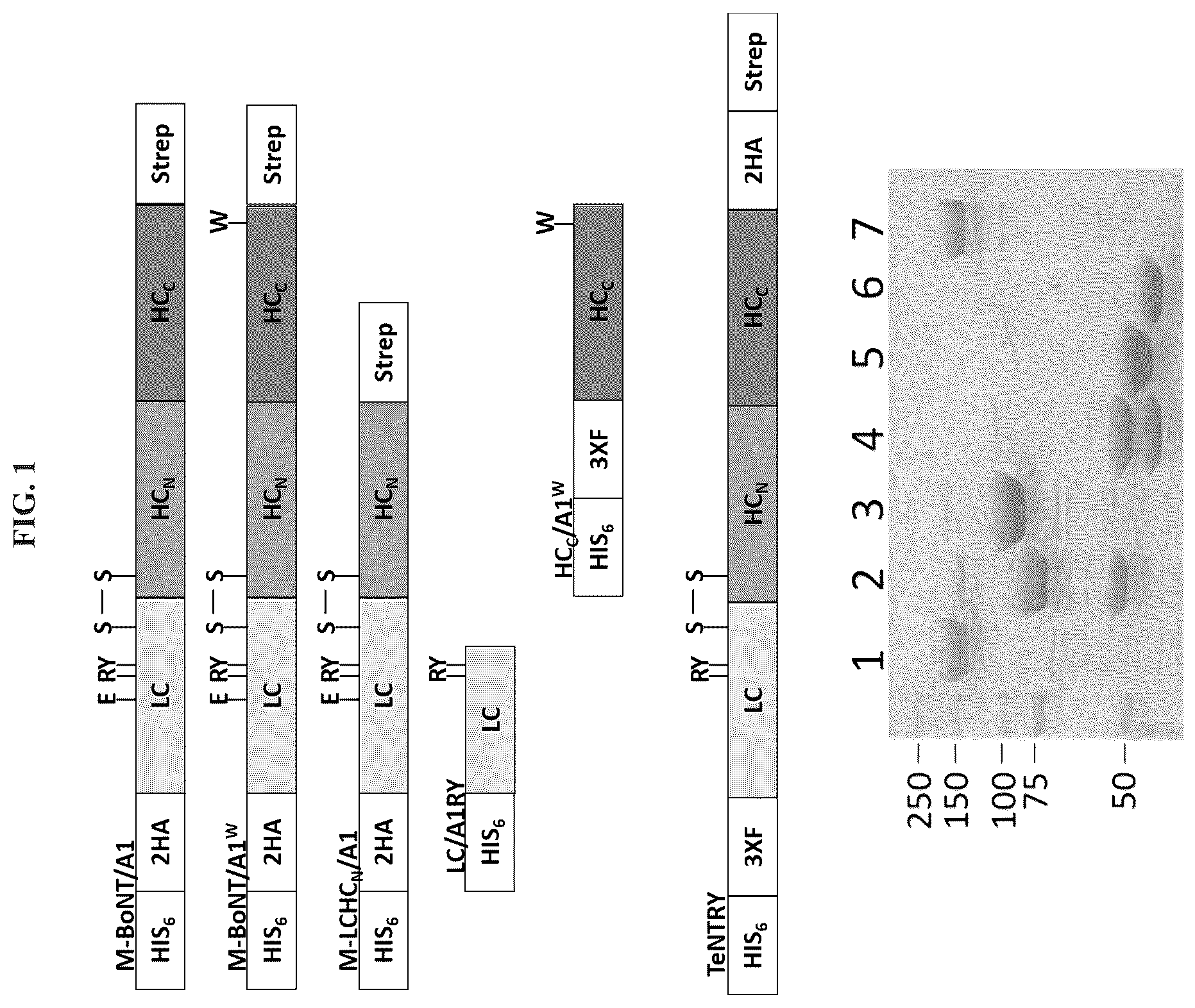 Patent US12611464 Figure 1 – Modified clostridial neurotoxins as vaccine and conjugate vaccine platforms