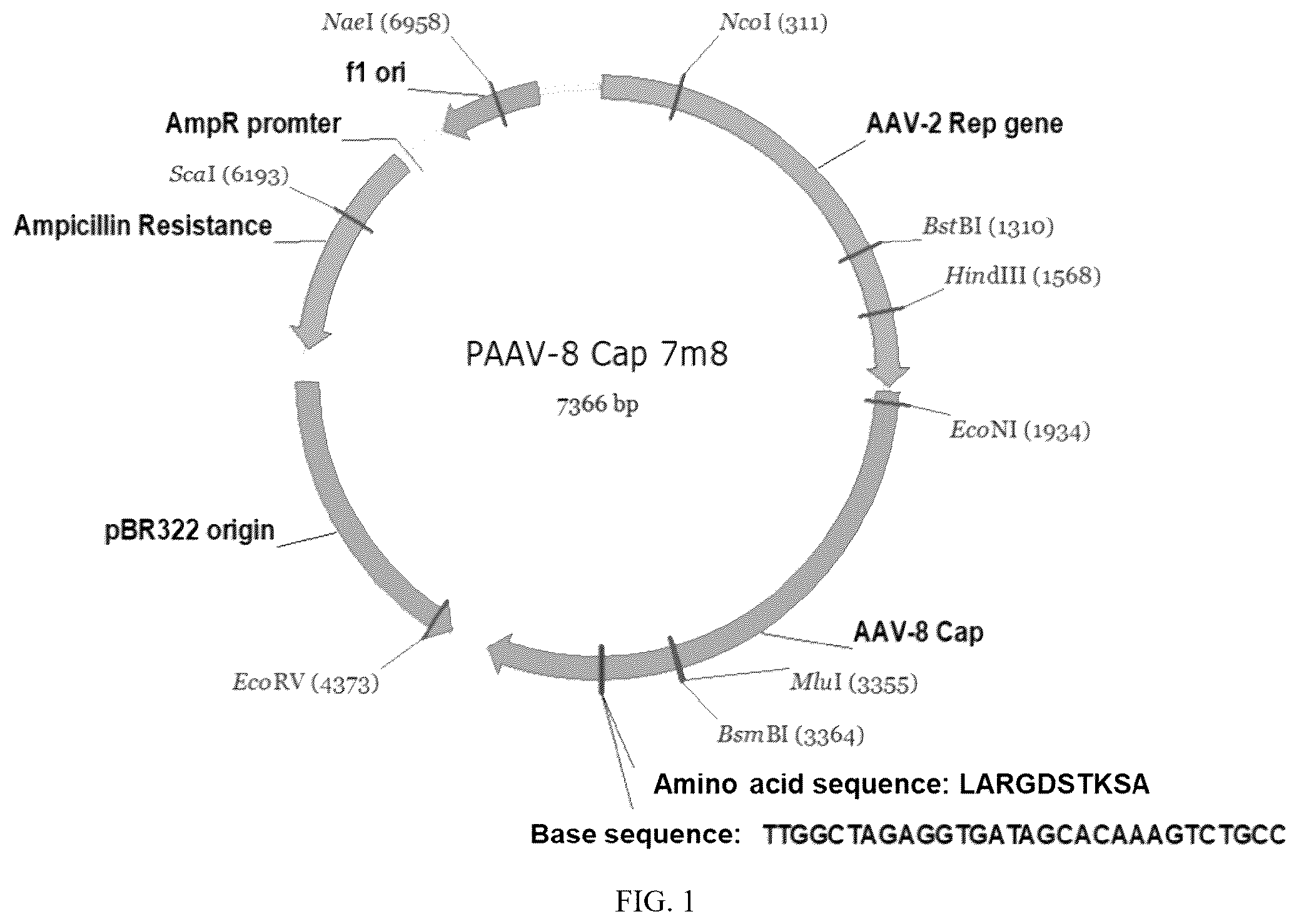 Patent US12611466 — Modified vector, construction method, and application of modified AAV-8 serotype for gene targeting and expression — Figure 1