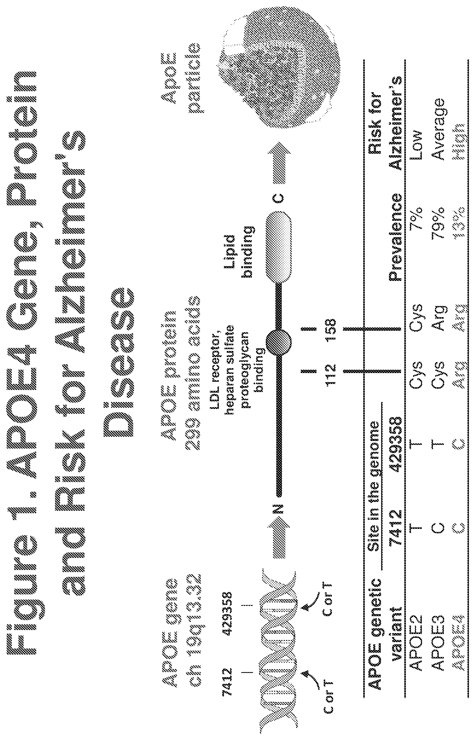 Patent US12611467 — APOE gene therapy — Figure 1