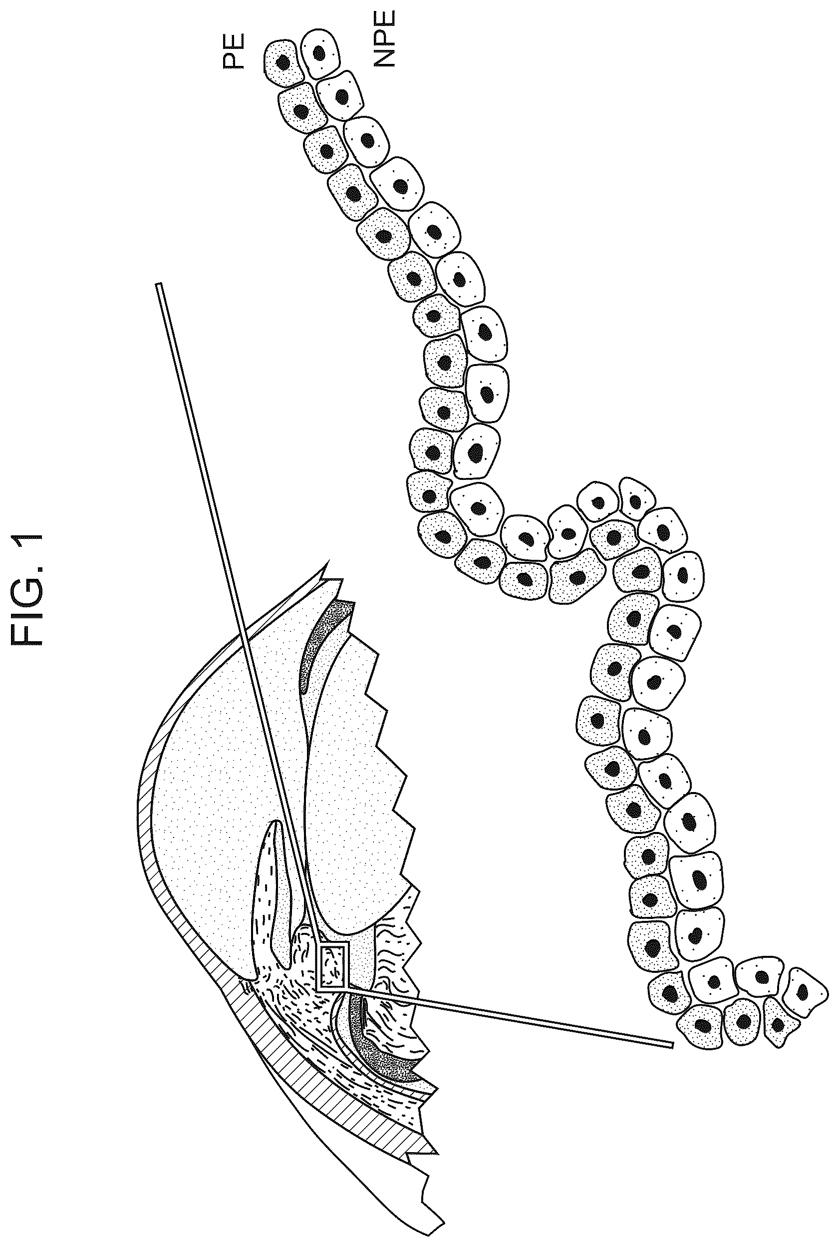 Patent US12611469 — Promoter specific for non-pigmented ciliary epithelial cells — Figure 1