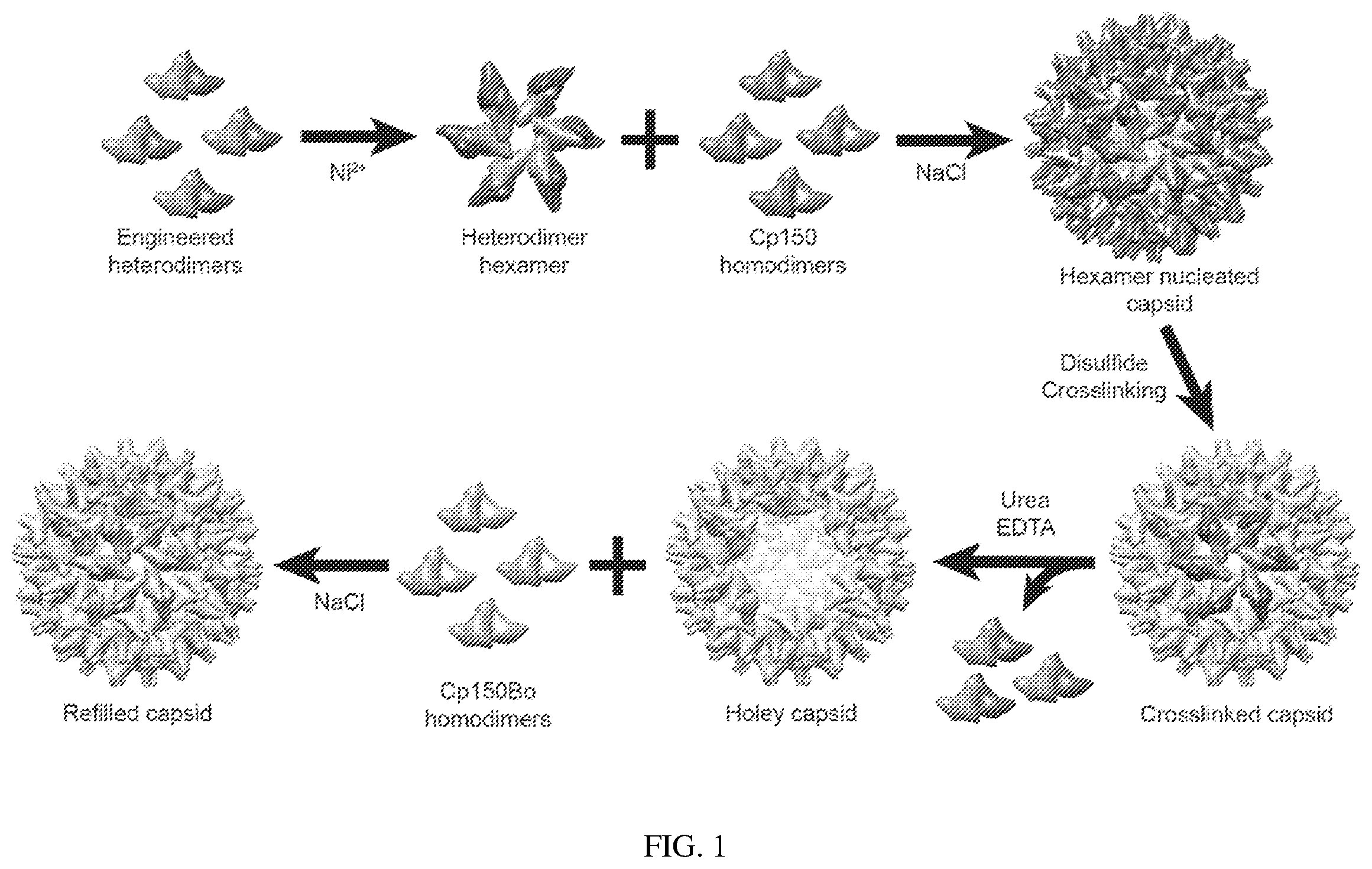 Patent US12612433 — Hepadnavirus capsid protein heterodimers and virus-like particles — Figure 1