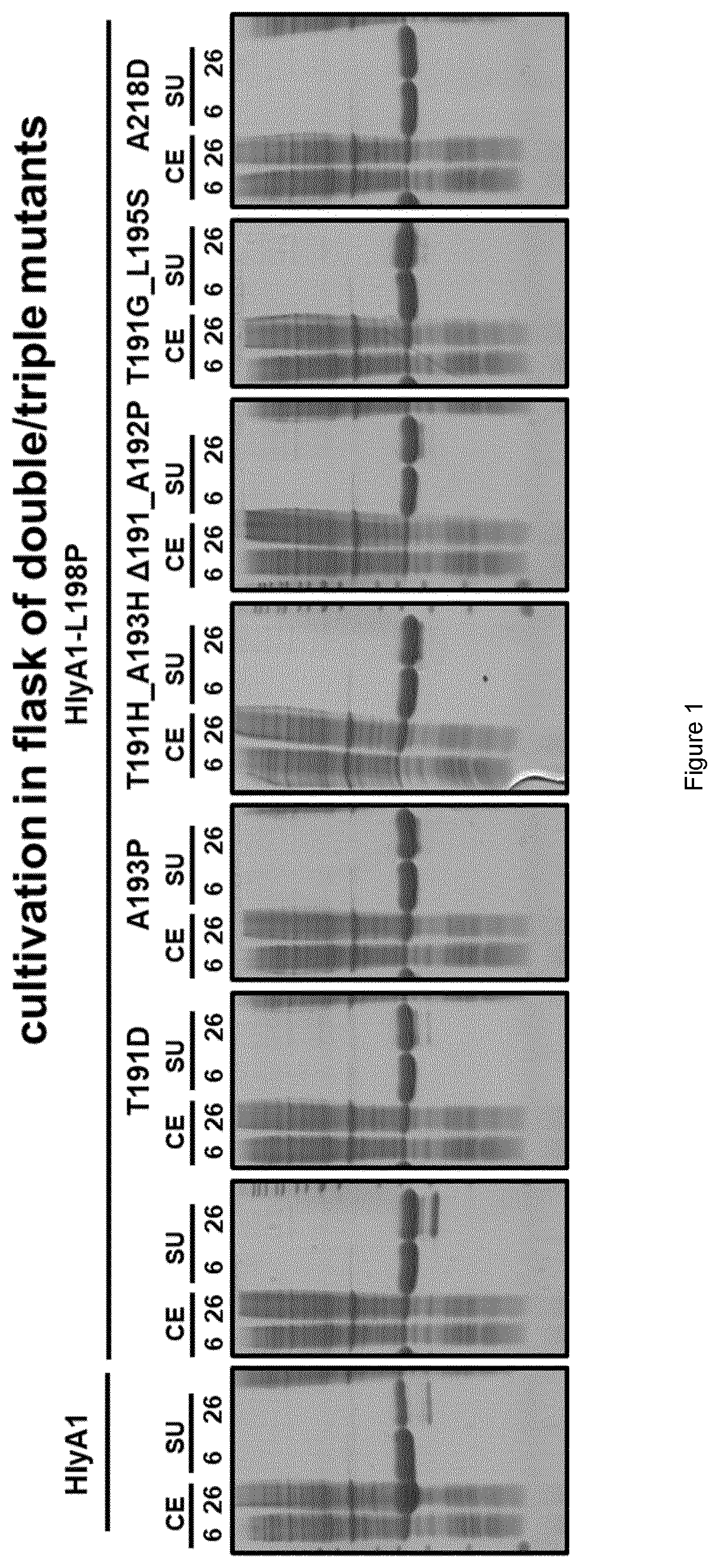 Patent US12612436 — Variants of hlya and uses thereof — Figure 1