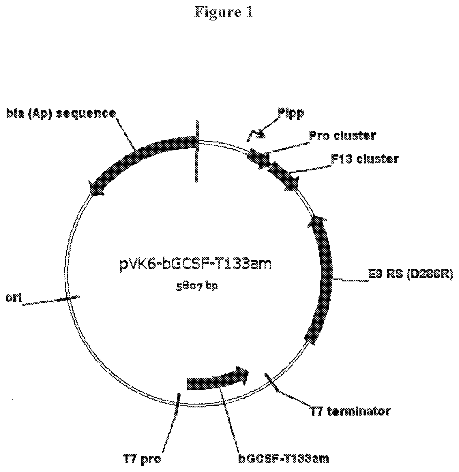 Patent US12612440 — Modified bovine G-CSF polypeptides and their uses — Figure 1