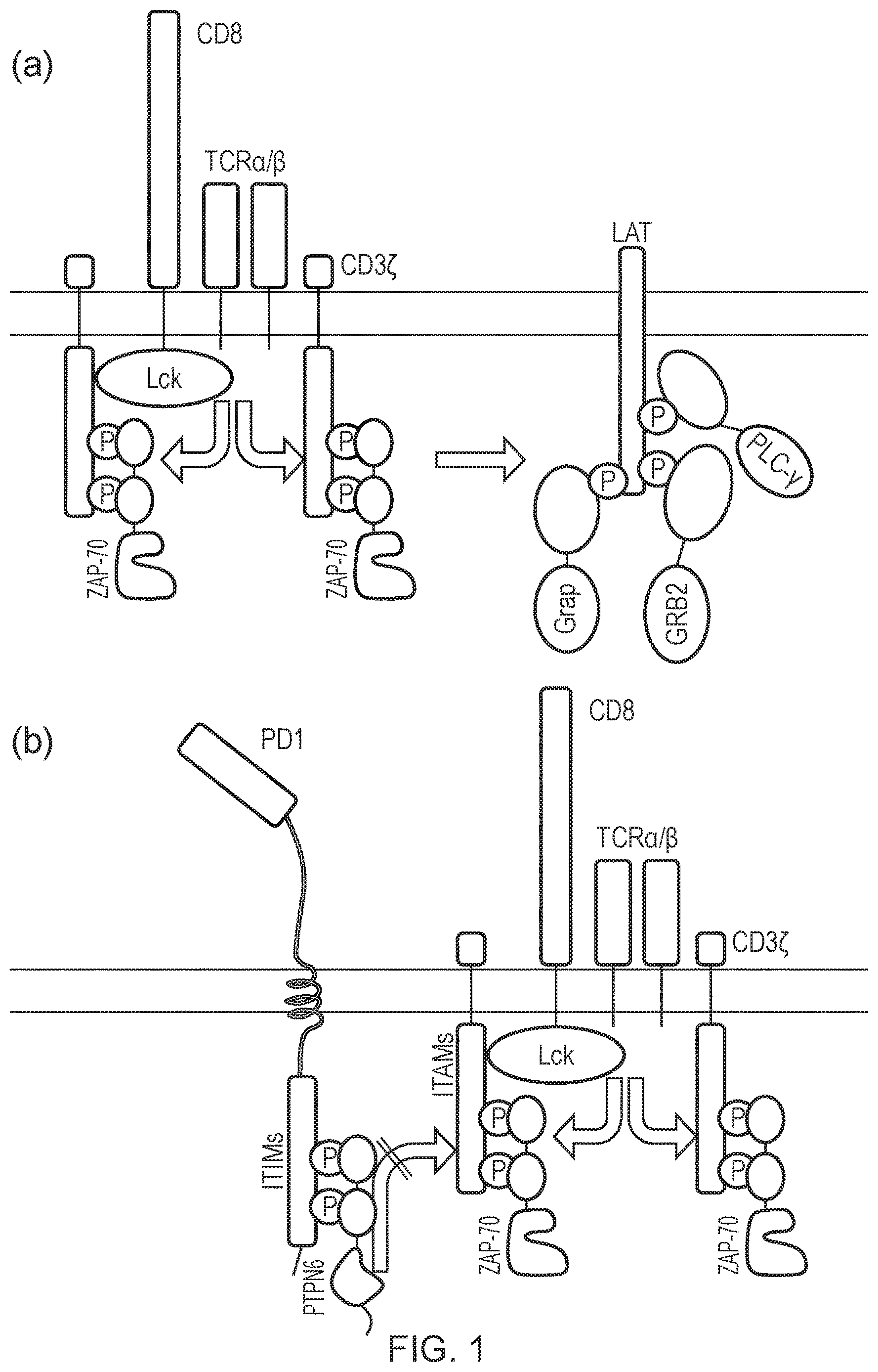 Patent US12612443 — Cell — Figure 1