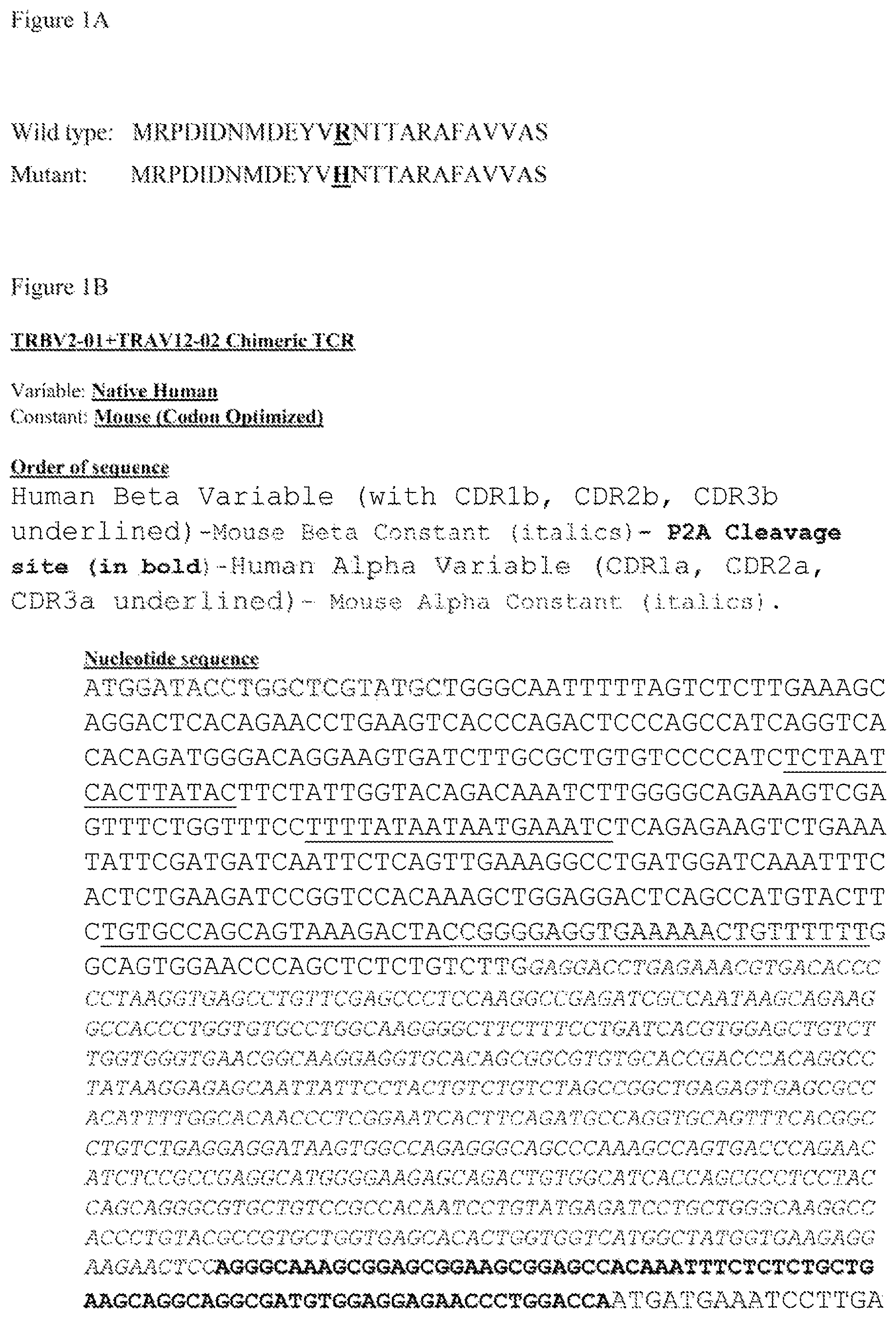 Patent US12612444 — T cell receptors targeting mutations in RNA splicing factors — Figure 1