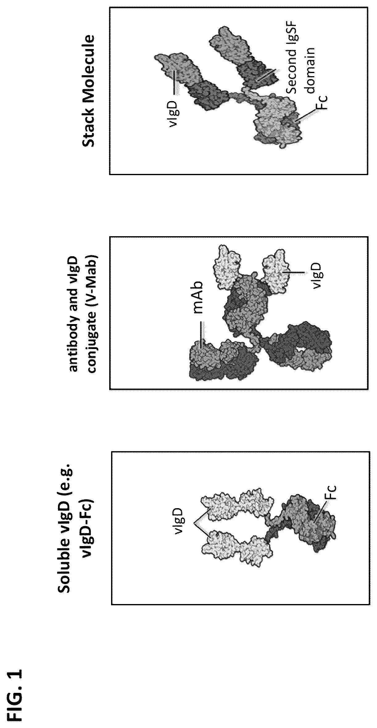 Patent US12612446 Figure 1 – CTLA-4 variant immunomodulatory proteins and uses thereof