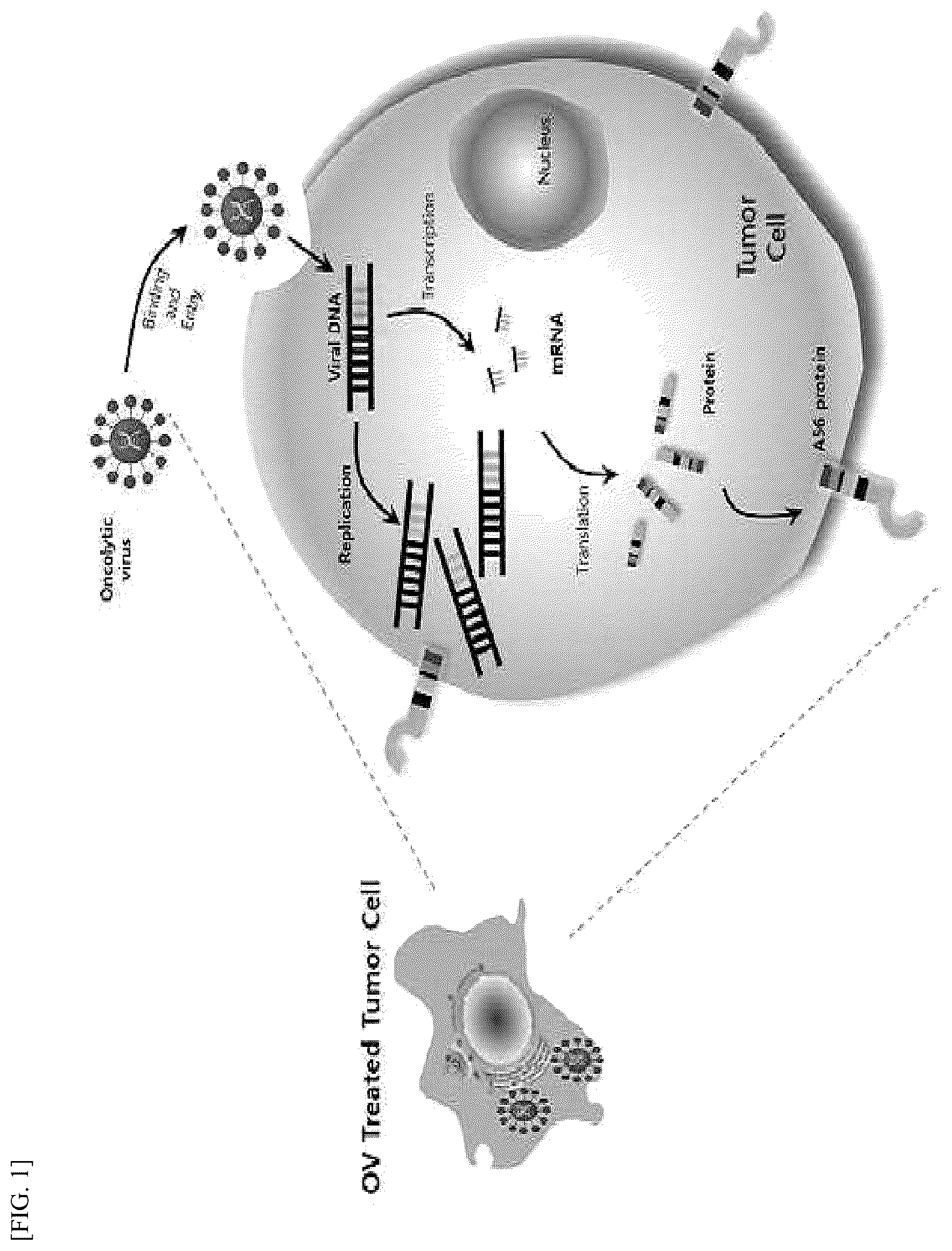 Patent US12612448 — Tumor-targeting A56 protein or fragment thereof, antibody binding to A56 protein, and use thereof — Figure 1