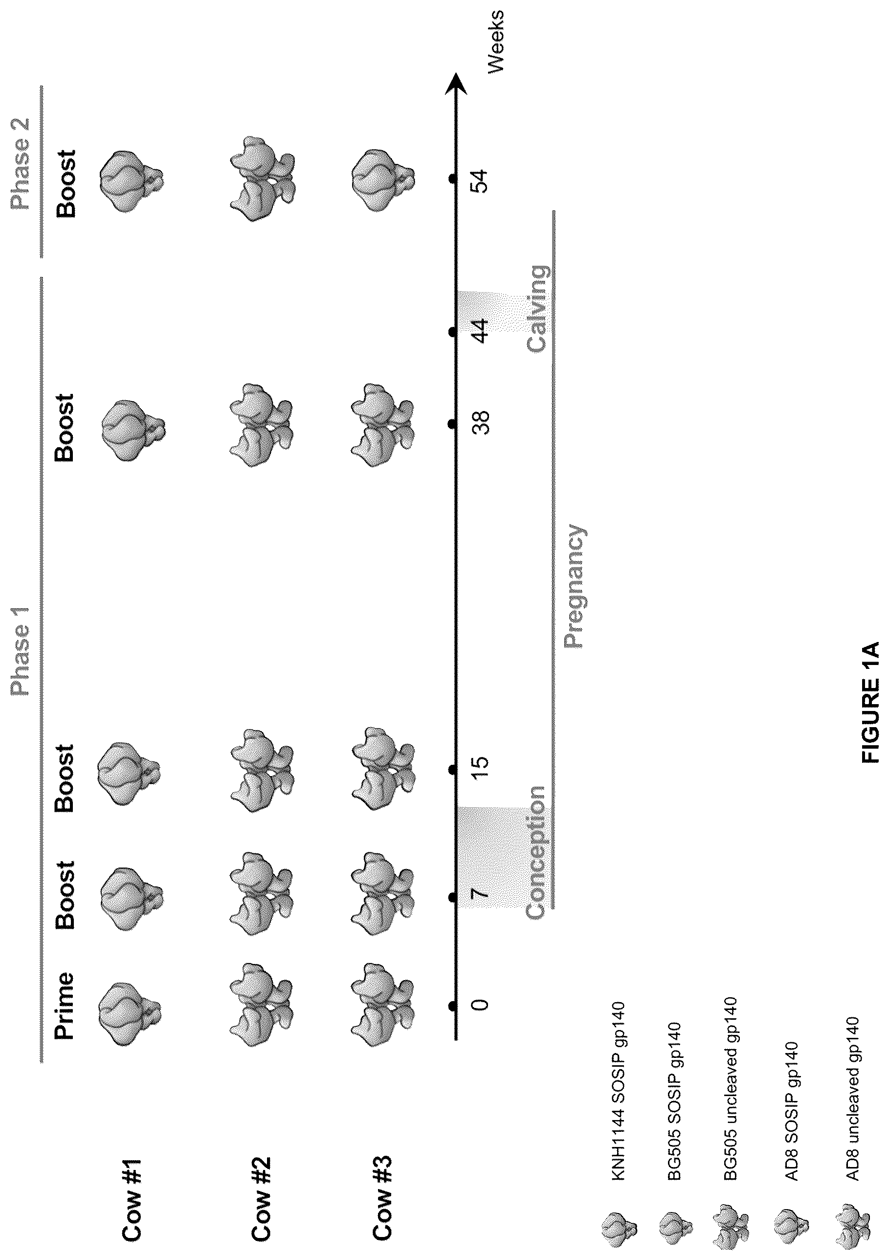 Patent US12612449 — HIV-1 antibodies — Figure 1