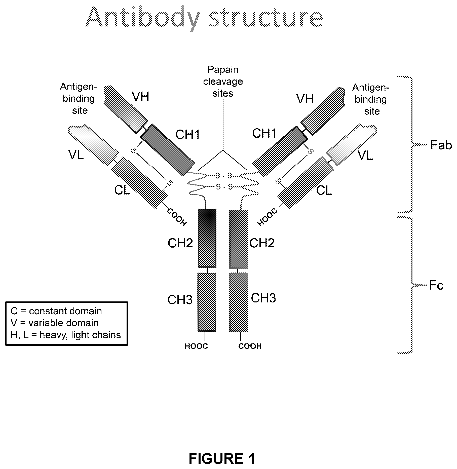 Patent US12612454 — Canine antibody variants — Figure 1