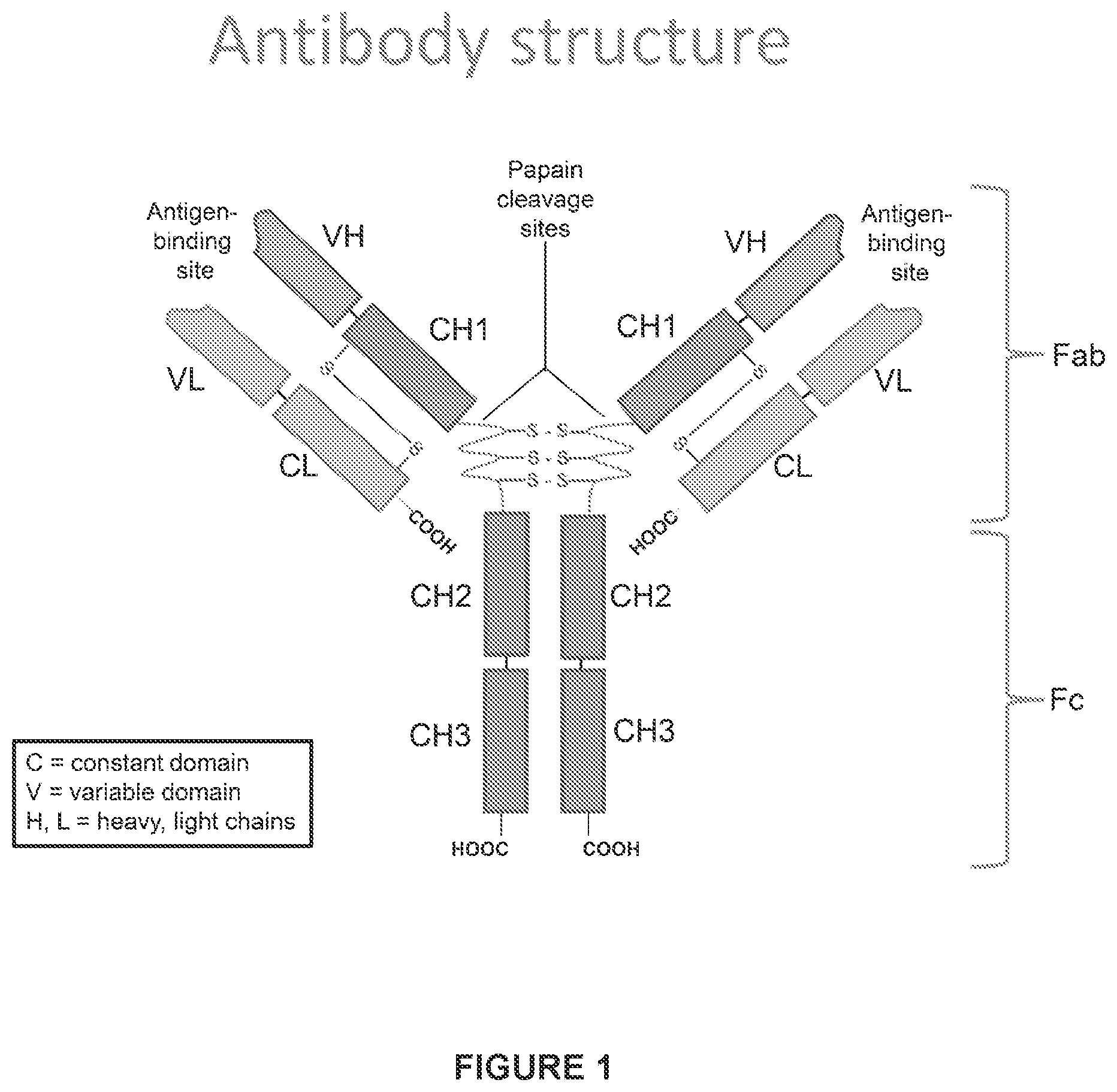 Patent US12612455 Figure 1 – Feline antibody variants