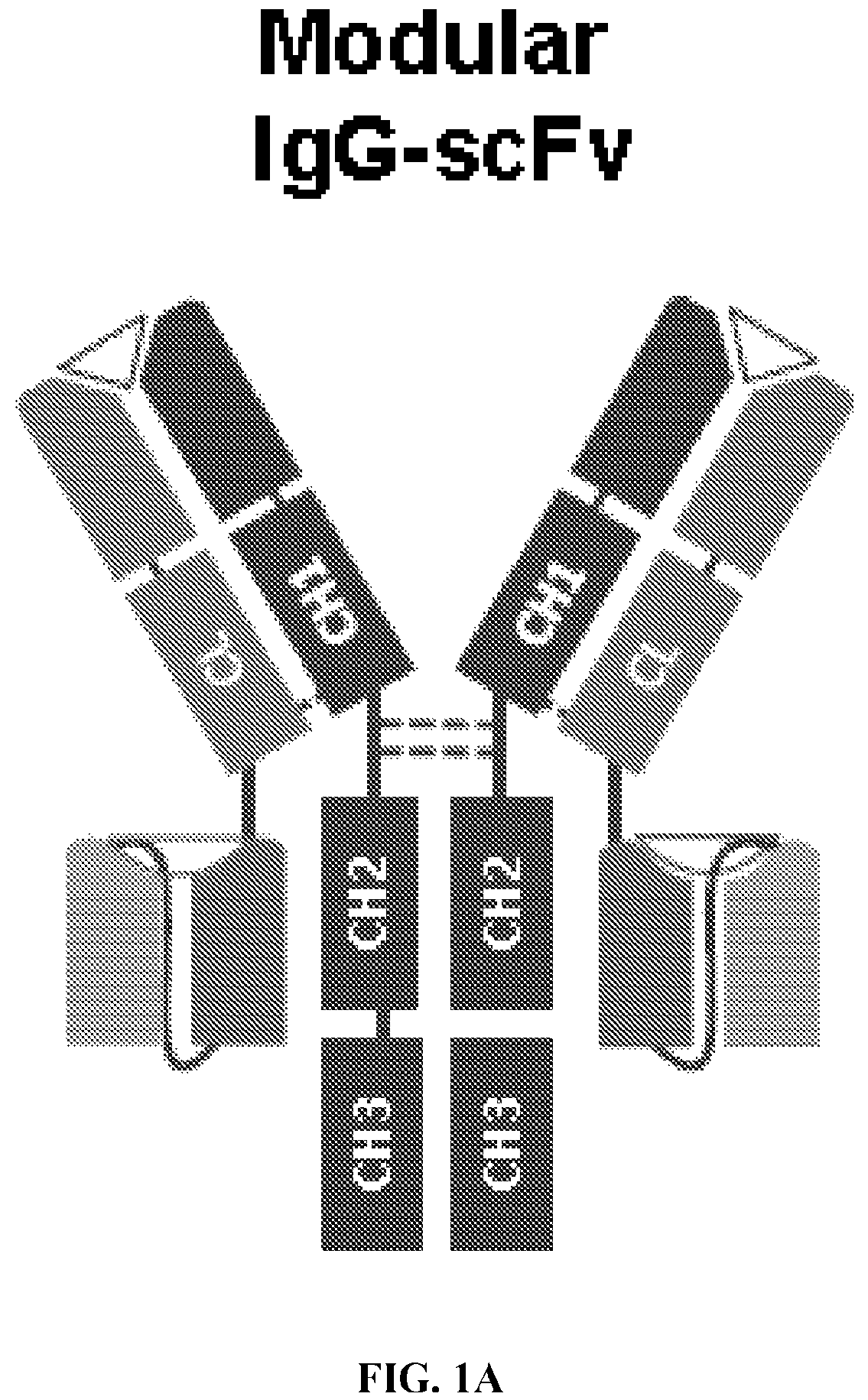 Patent US12612456 — CD19 antibodies and methods of using the same — Figure 1