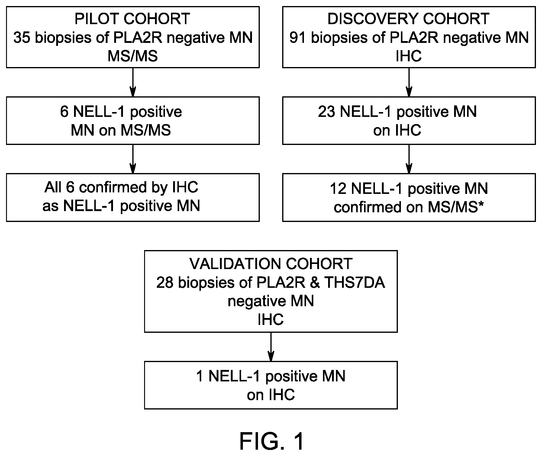 Patent US12612464 — Autoantibody specifically binding to NELL-1 and elevated NELL-1 polypeptide levels for identifying and treating membranous nephropathy — Figure 1