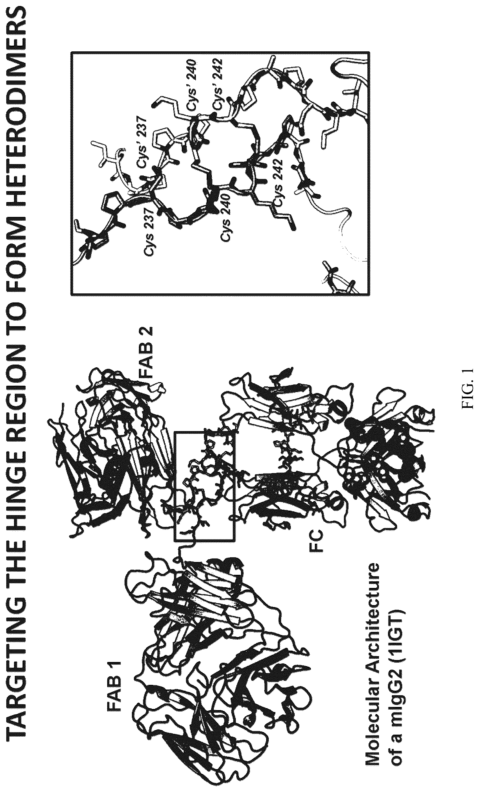 Patent US12612468 — Engineering the hinge region to drive antibody dimerization — Figure 1