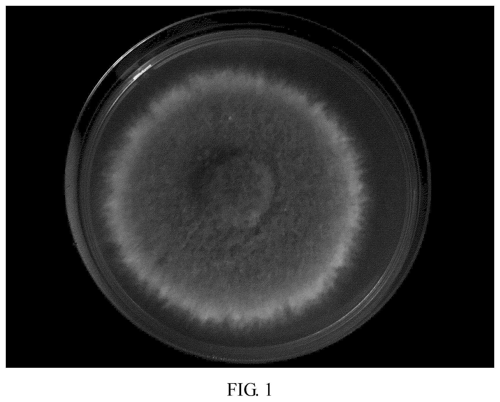 Patent US12612594 — Bipolaris yamadae (Y. Nisik.) shoemaker, and screening and identification method therefor and use thereof — Figure 1