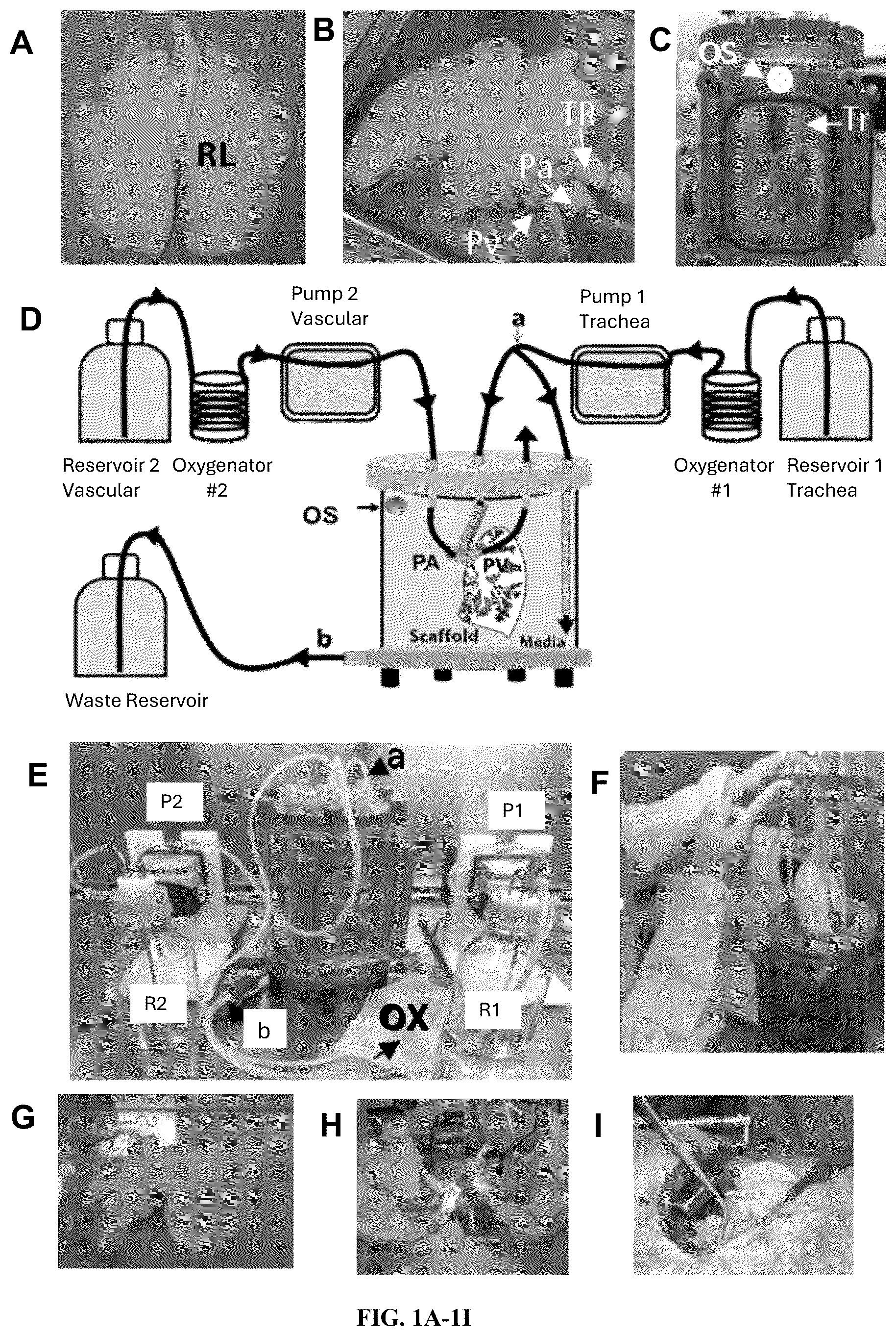 Patent US12612602 — Production of a bioengineered lung — Figure 1
