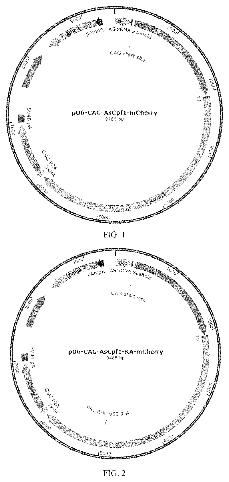 Patent US12612608 — Construction of high-fidelity CRISPR/ASCPF1 mutant and uses thereof — Figure 1