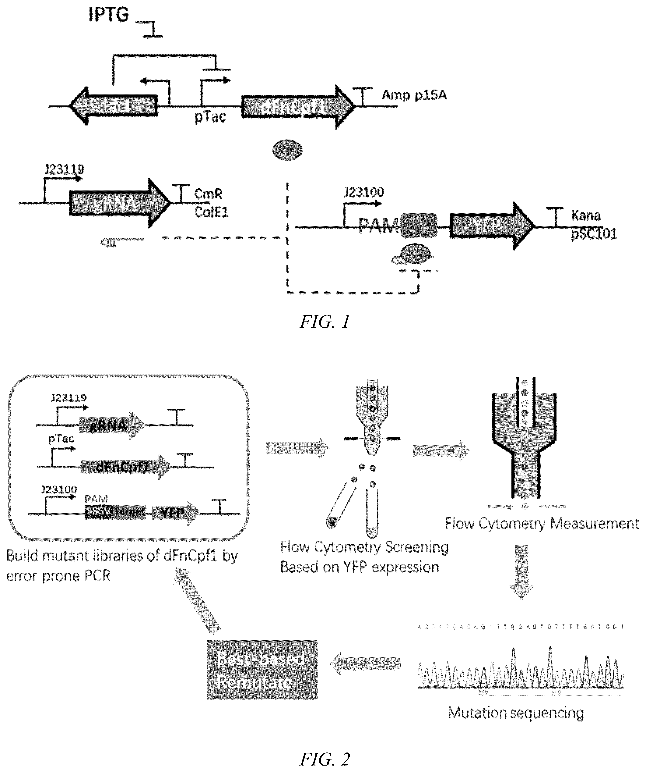 Patent US12612609 — FnCpf1 mutant for broad-spectrum identification on PAM sequence ans use thereof — Figure 1