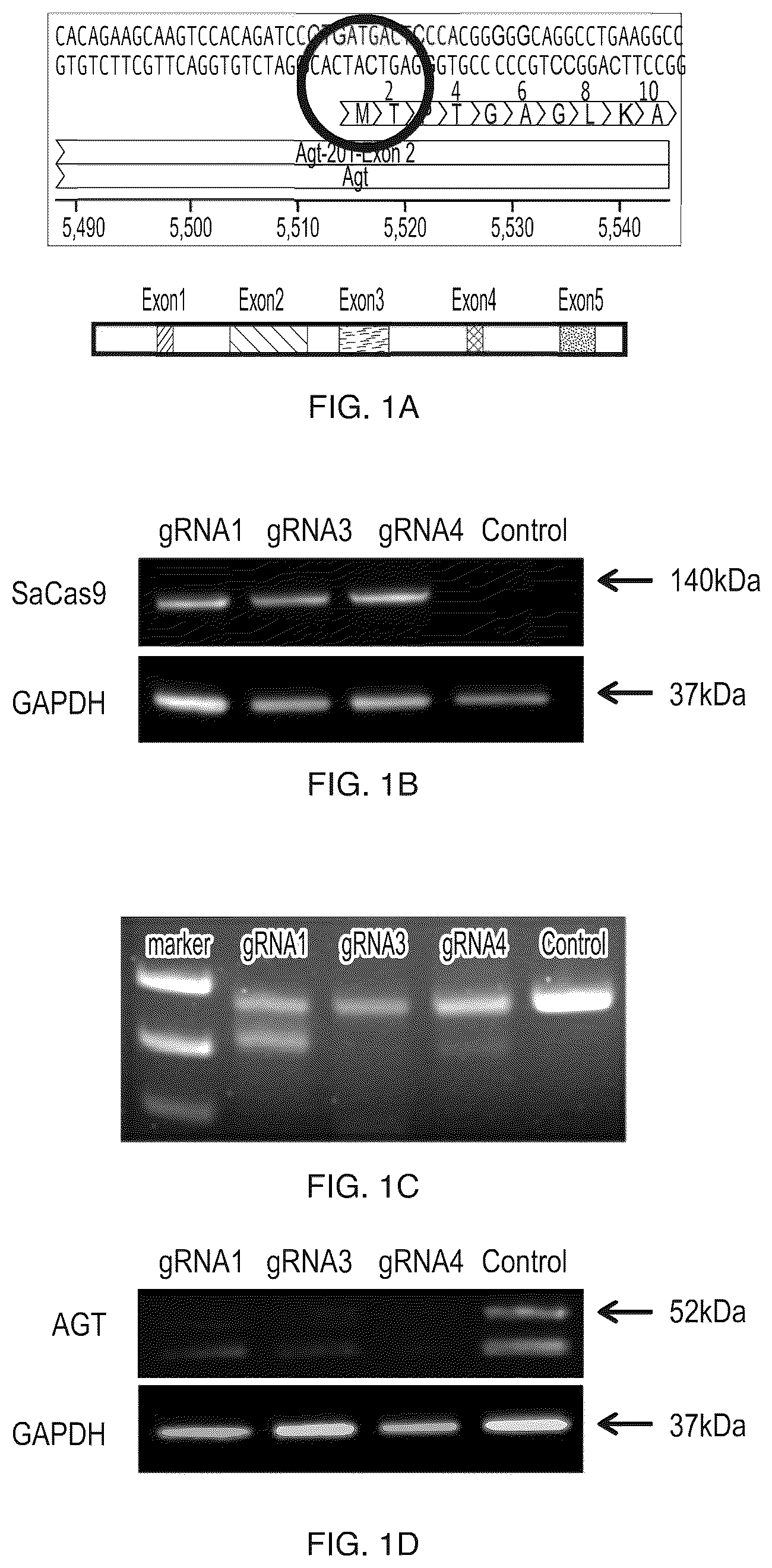 Patent US12612610 — Compositions and methods for controlling blood pressure — Figure 1