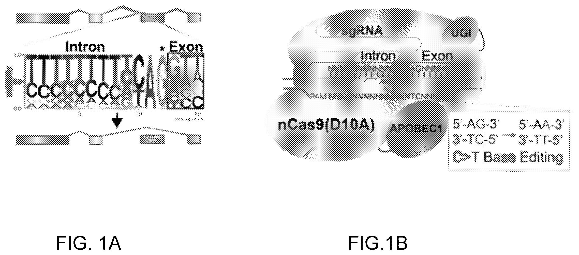 Patent US12612612 — Methods for exon skipping and gene knockout using base editors — Figure 1