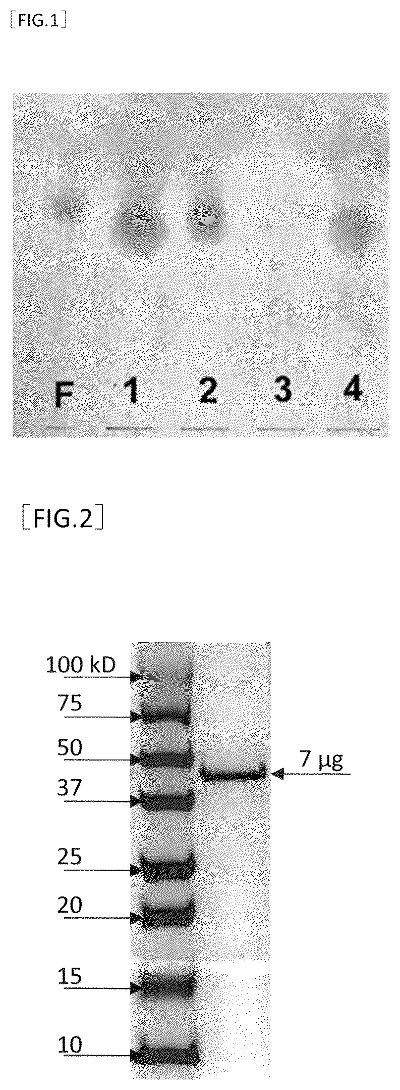 Patent US12612613 — D-mannose isomerase and production method of D-fructose — Figure 1