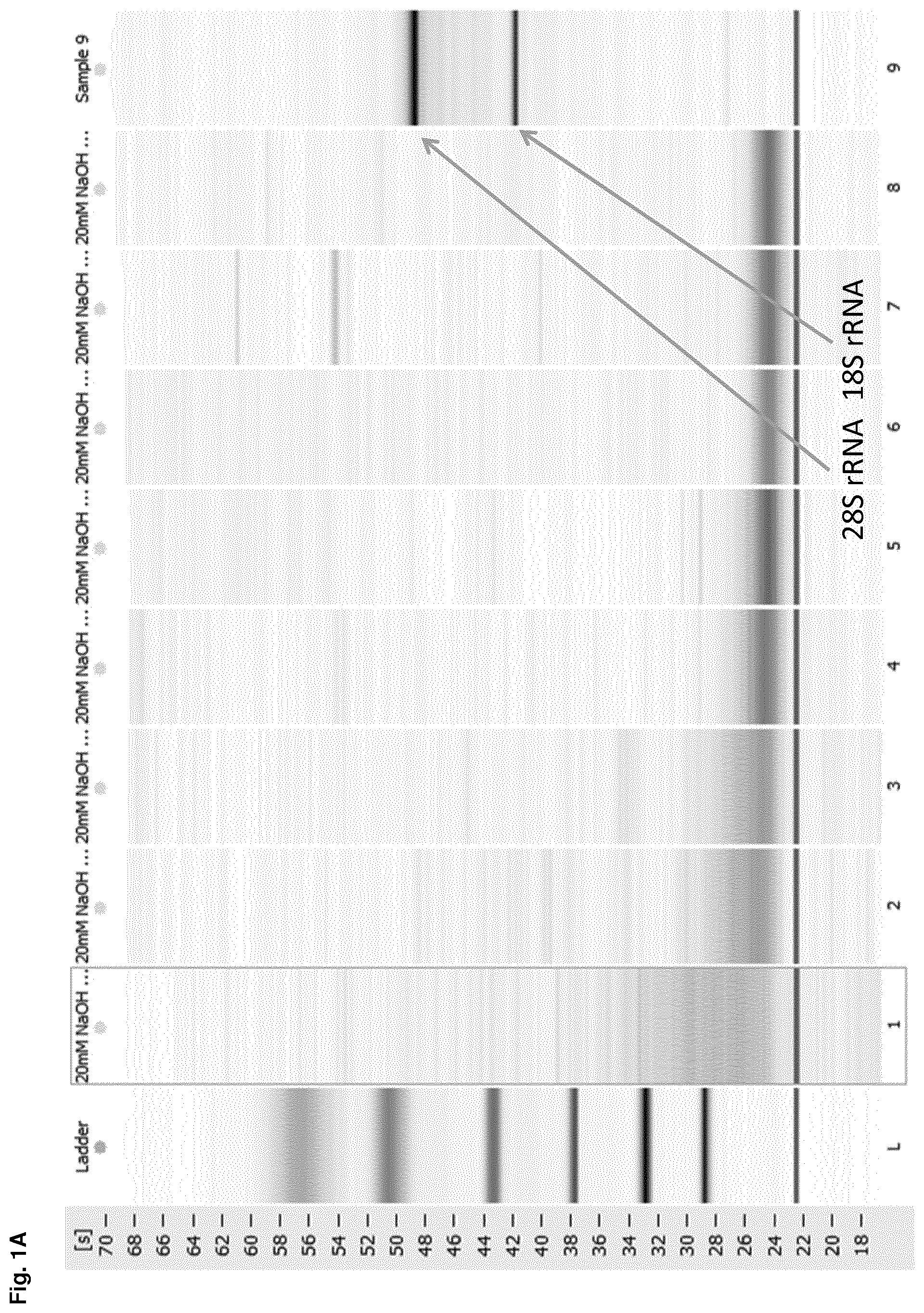 Patent US12612614 — Stabilization of RNA — Figure 1
