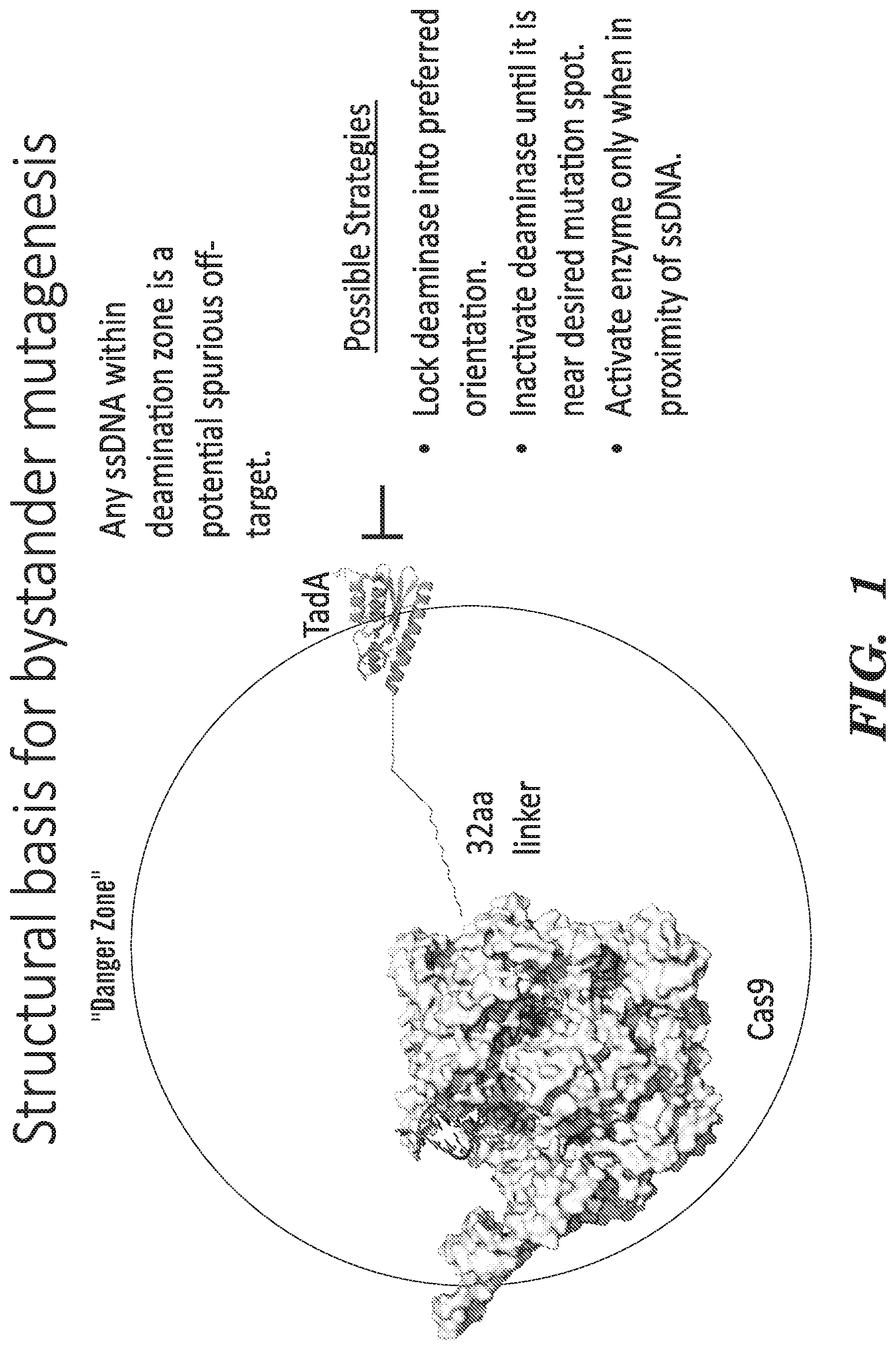 Patent US12612618 — Nucleobase editors having reduced non-target deamination and assays for characterizing nucleobase editors — Figure 1