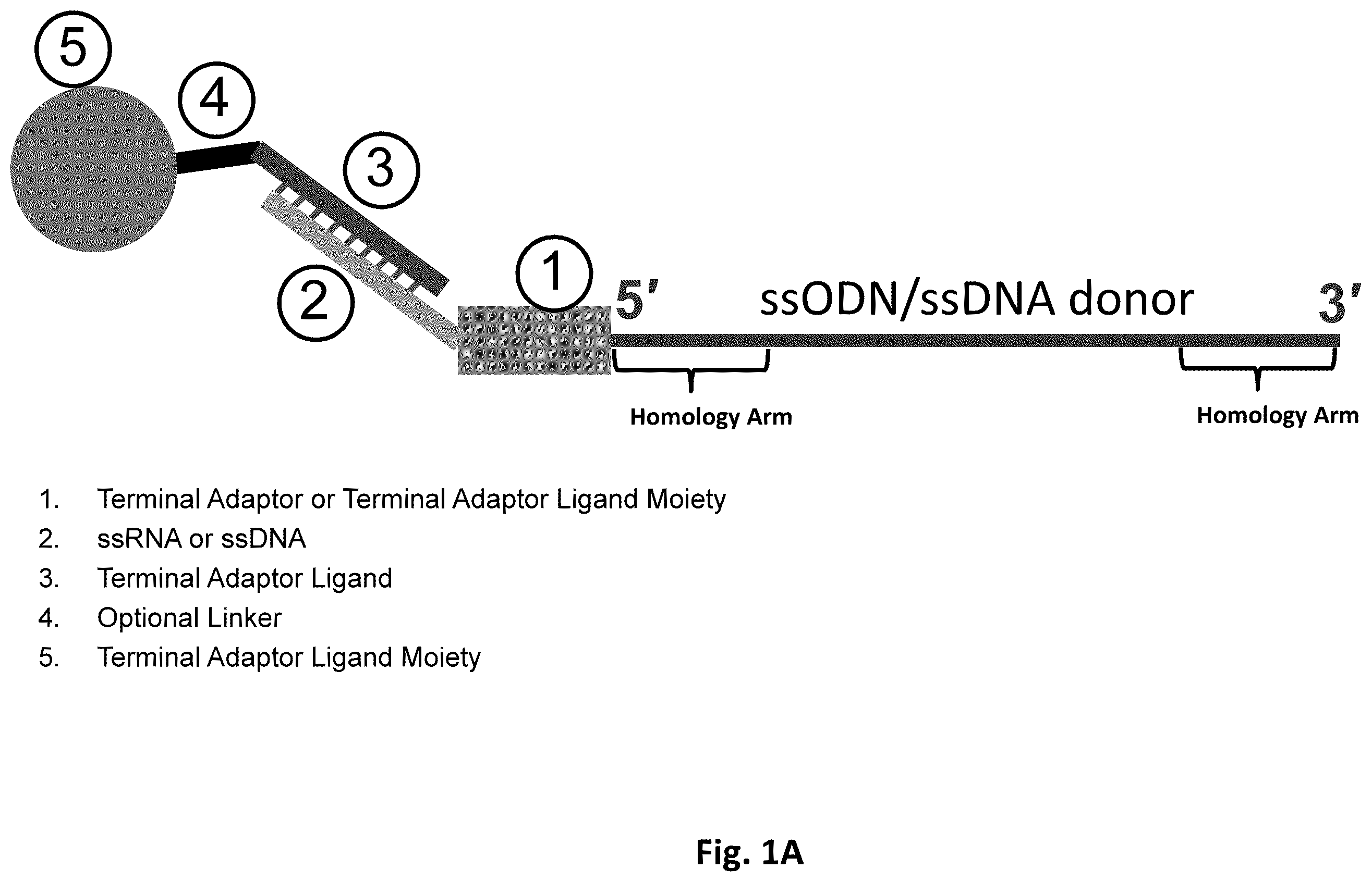 Patent US12612619 — Compositions and methods for improved gene editing — Figure 1