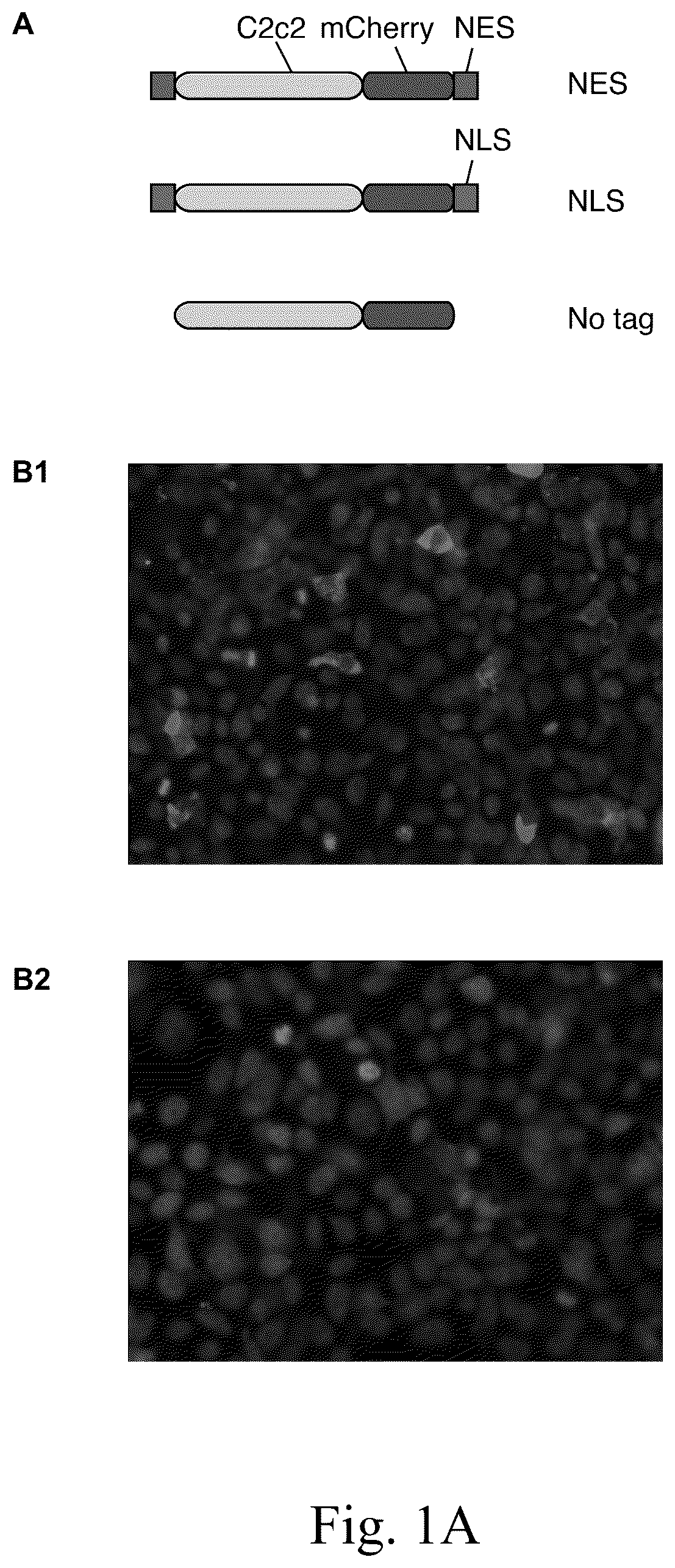 Patent US12612620 — Type VI CRISPR orthologs and systems — Figure 1