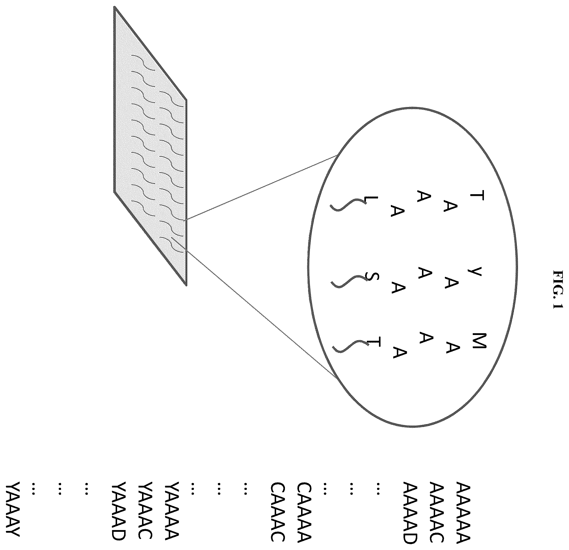 Patent US12612621 Figure 1 – Methods of selecting binding reagents