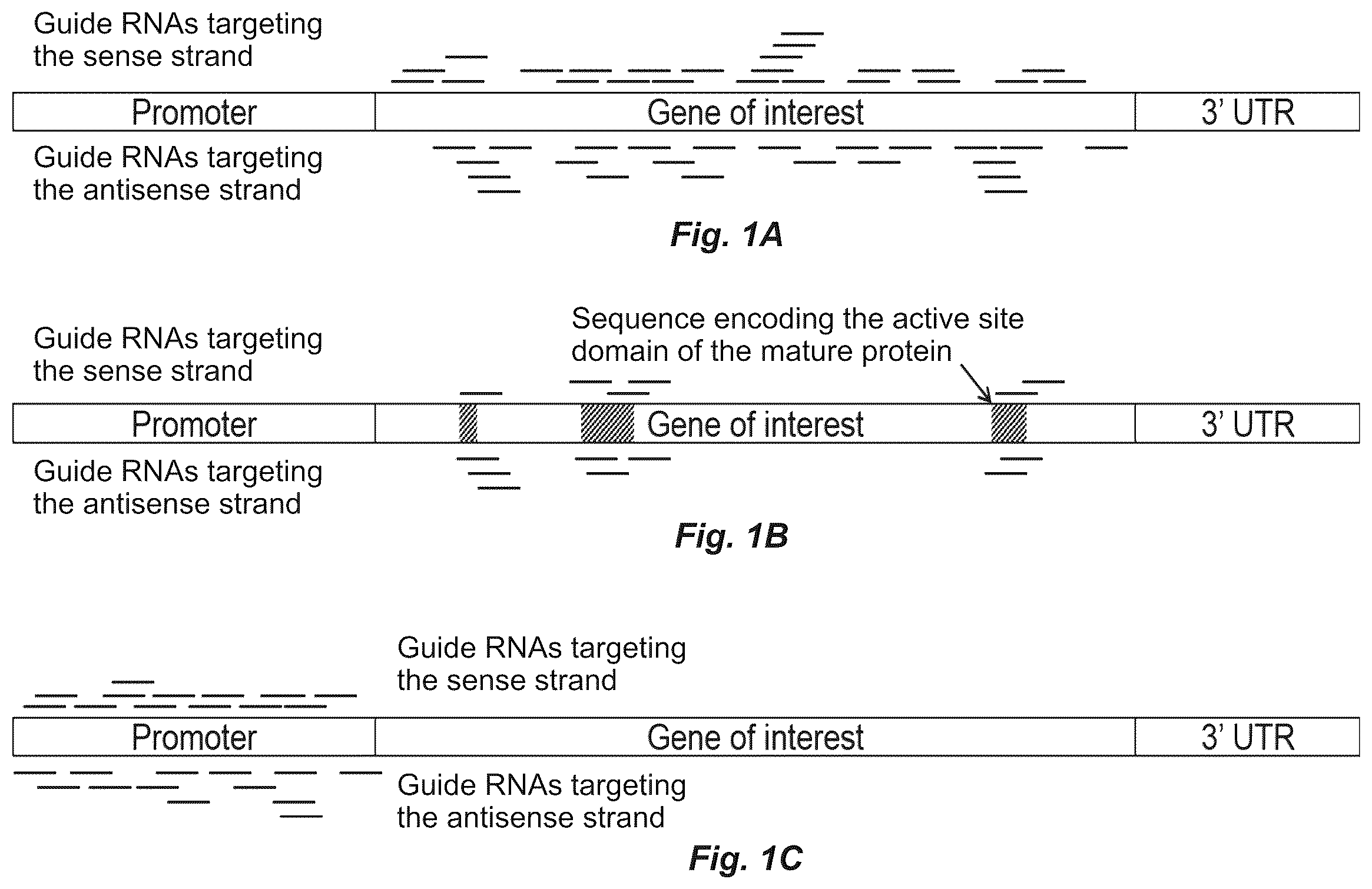 Patent US12612622 — Targeted mutagenesis using base editors — Figure 1