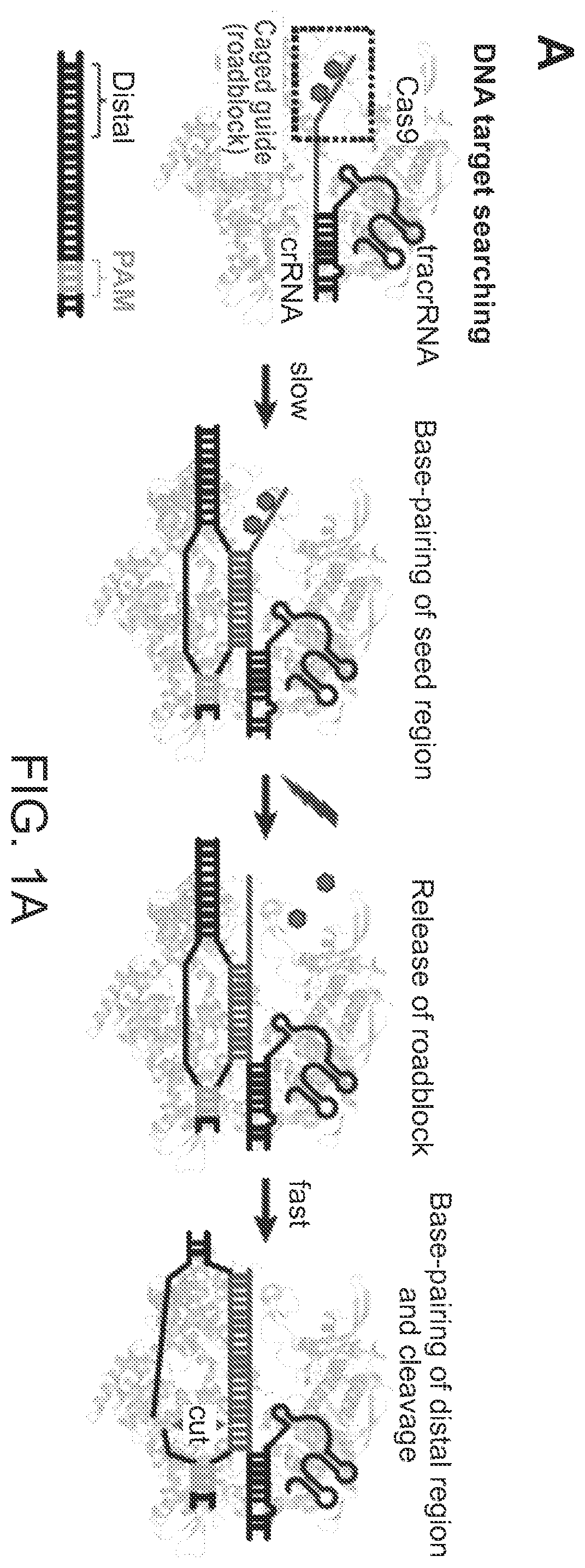 Patent US12612624 — Light-inducible CRISPR/Cas9 system for genome editing — Figure 1