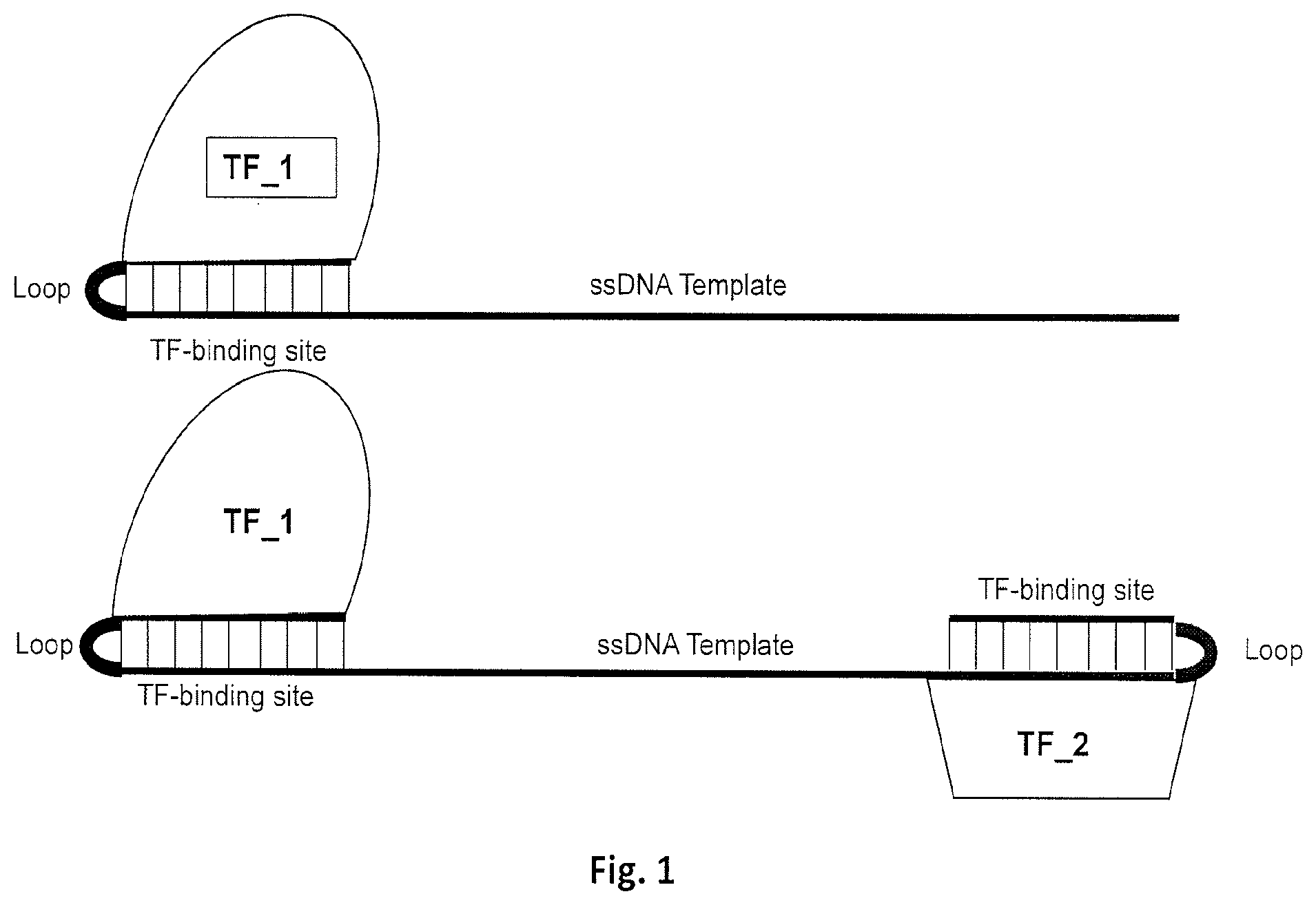 Patent US12612625 — Compositions for genome editing — Figure 1