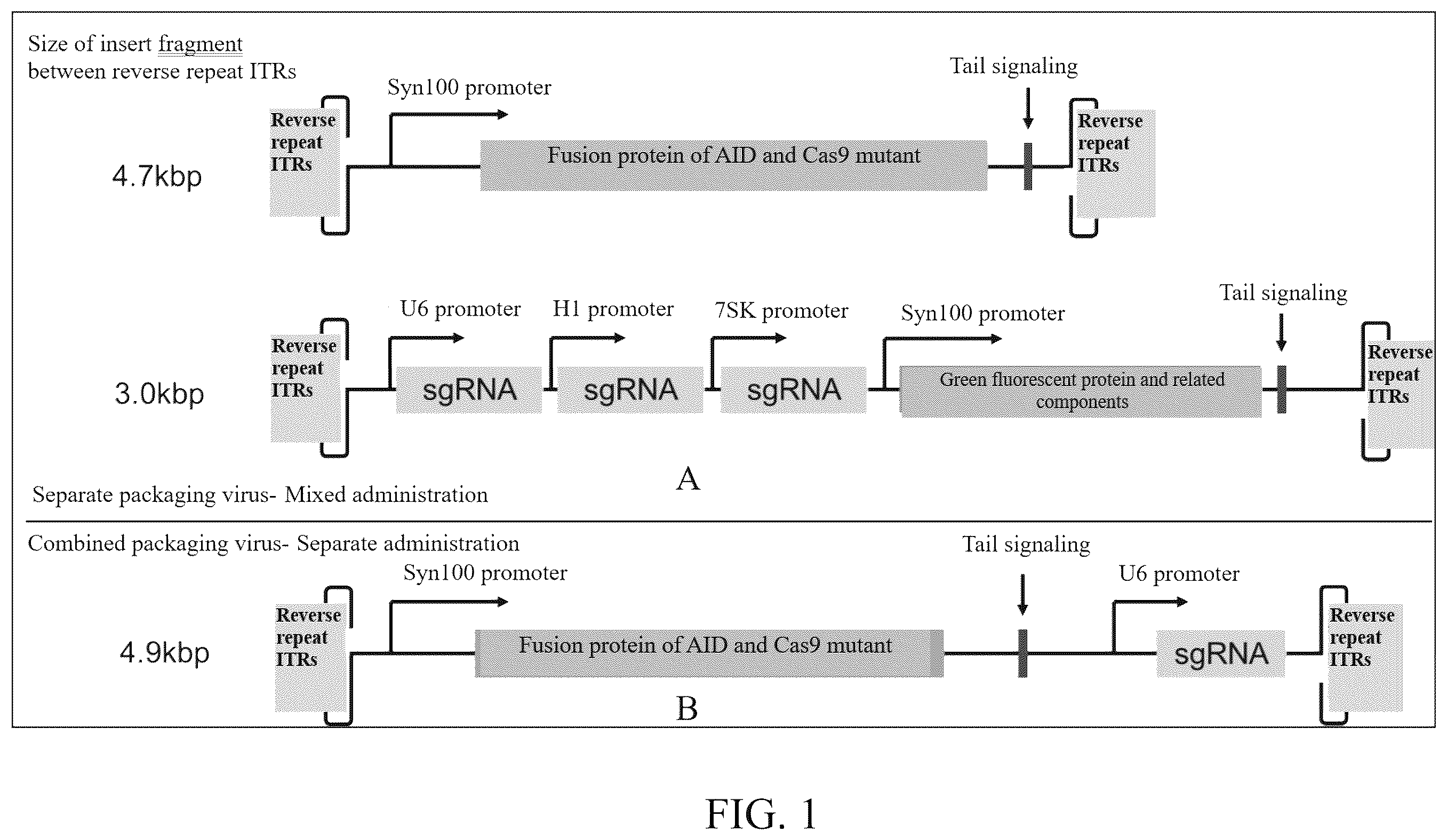 Patent US12612629 Figure 1 – Duchenne muscular dystrophy-related exonic splicing enhancer, sgRNA and gene editing tool, and applications