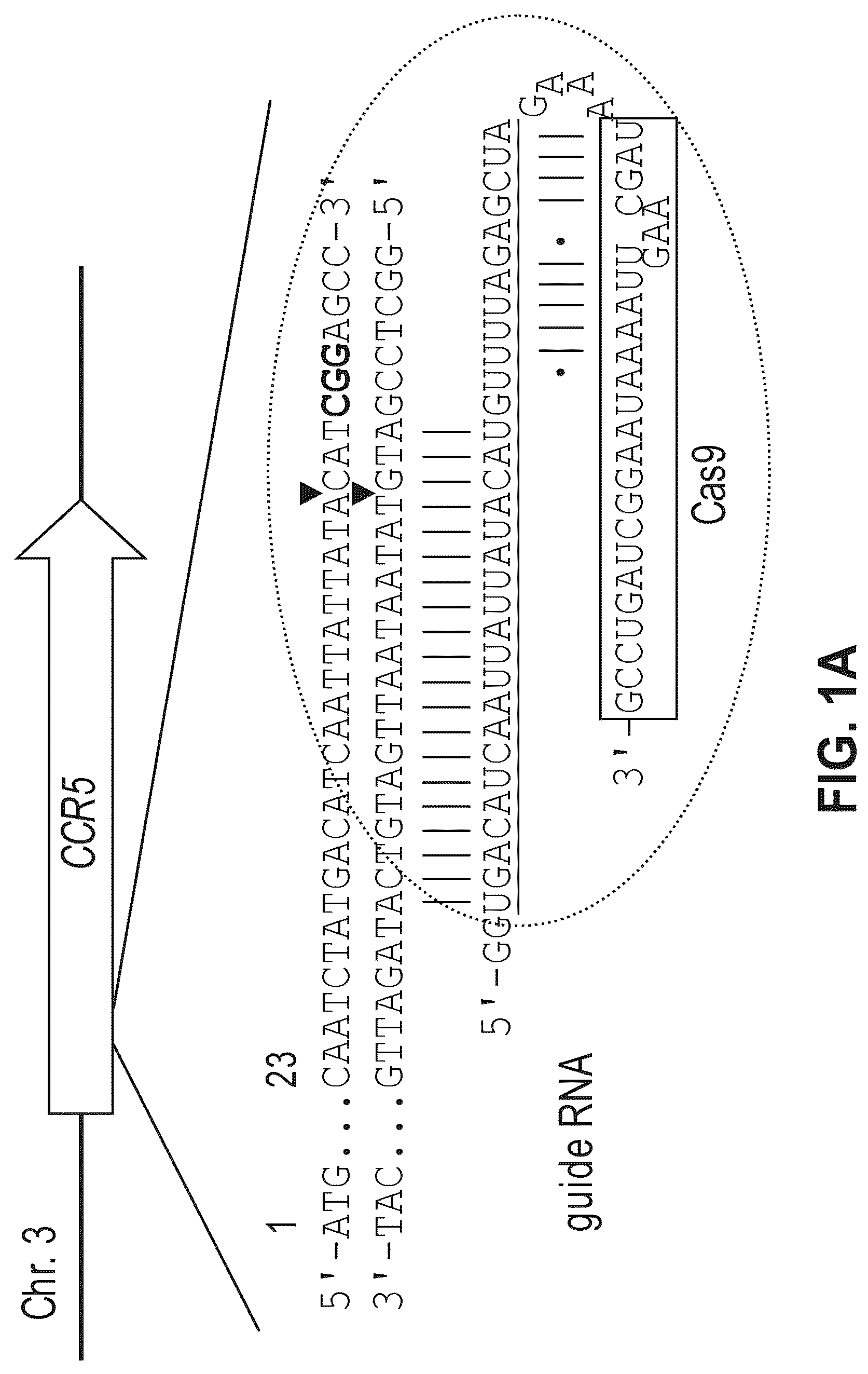 Patent US12612632 — Compositions for inducing modifications of target endogenous nucleic acid sequences in nucleuses of eukaryotic cells — Figure 1