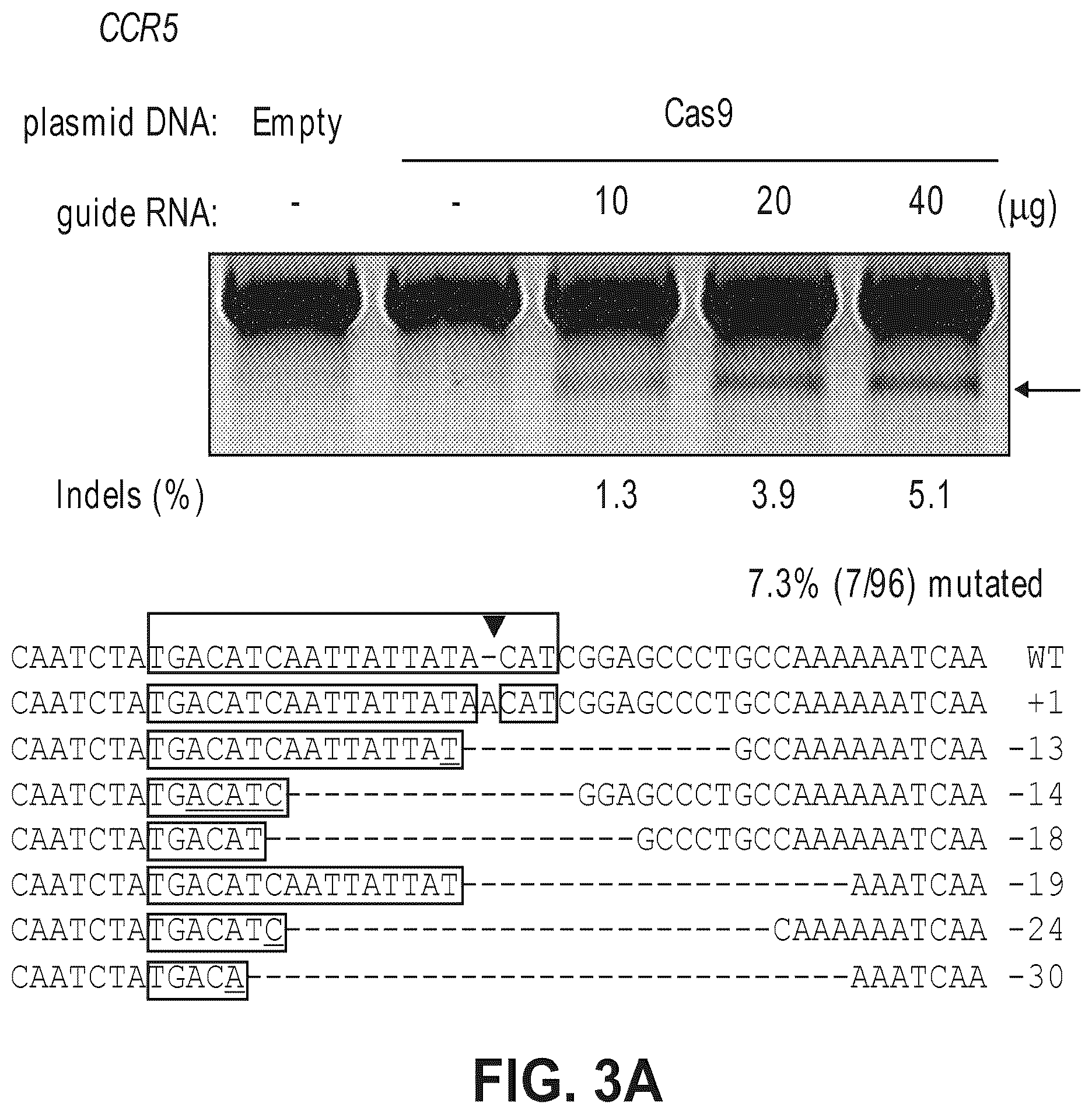 Patent US12612632 Figure 5 – Compositions for inducing modifications of target endogenous nucleic acid sequences in nucleuses of eukaryotic cells