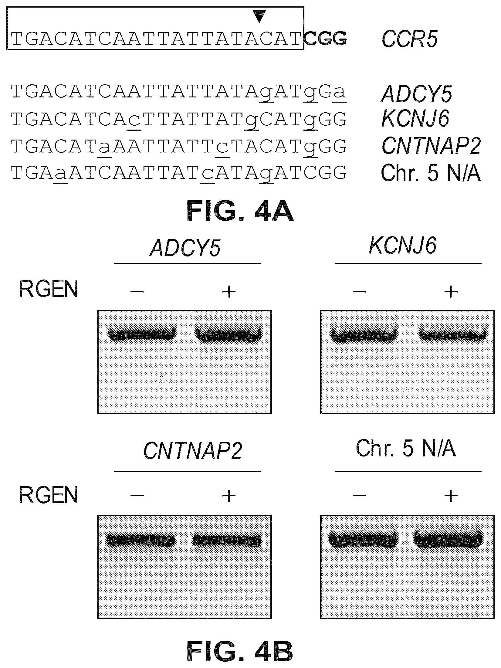 Patent US12612632 Figure 7 – Compositions for inducing modifications of target endogenous nucleic acid sequences in nucleuses of eukaryotic cells