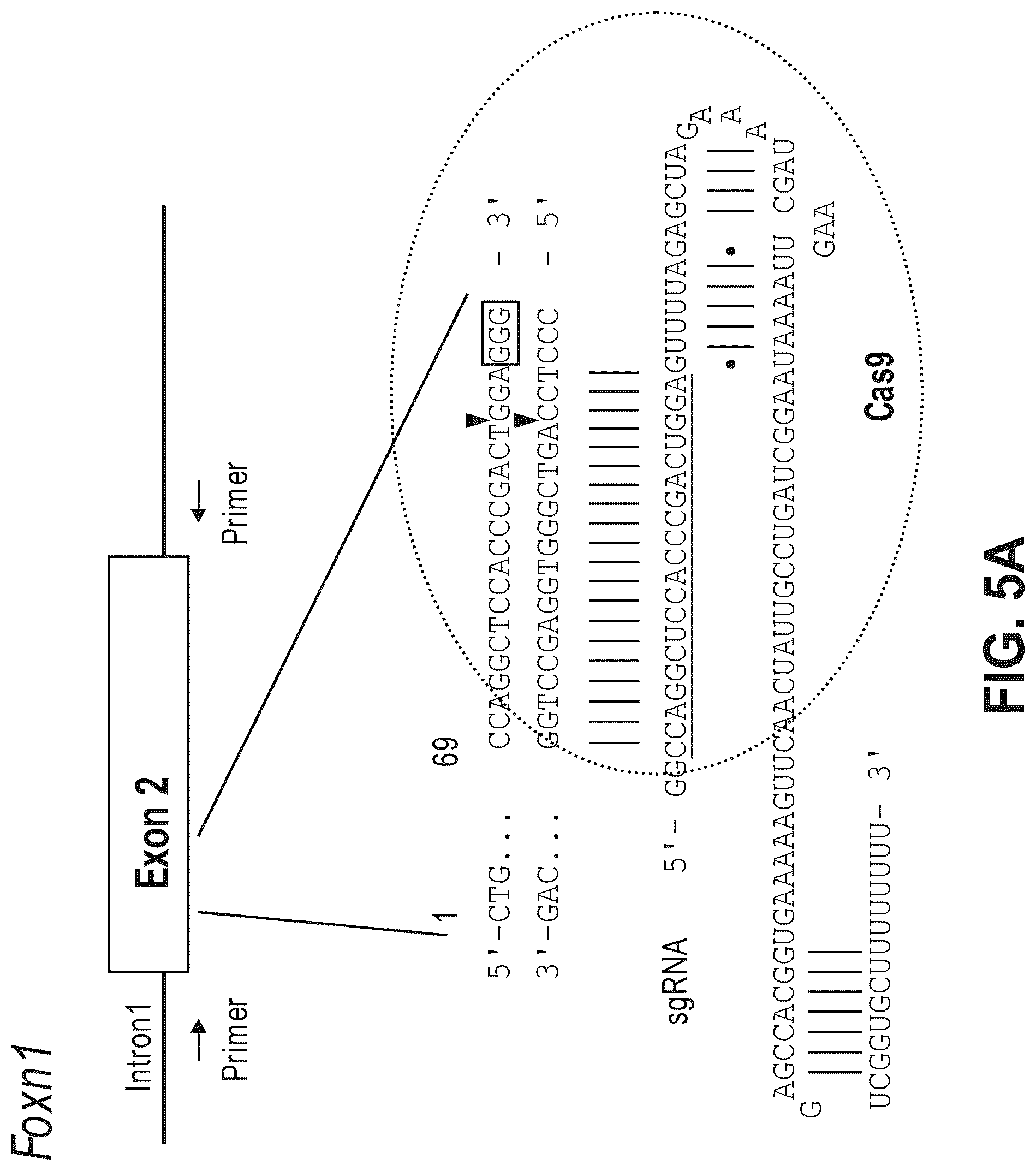 Patent US12612632 Figure 9 – Compositions for inducing modifications of target endogenous nucleic acid sequences in nucleuses of eukaryotic cells