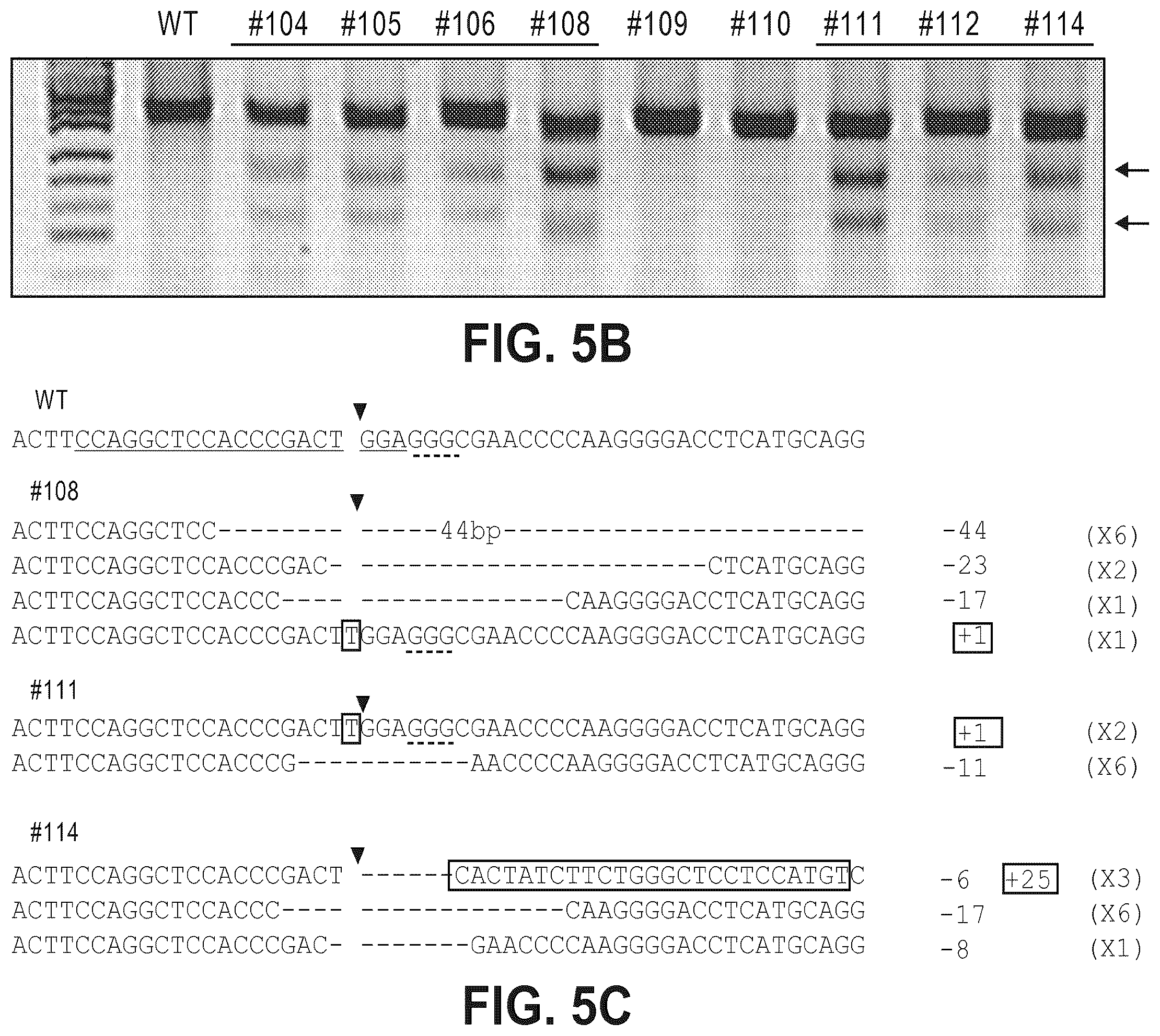 Patent US12612632 Figure 10 – Compositions for inducing modifications of target endogenous nucleic acid sequences in nucleuses of eukaryotic cells