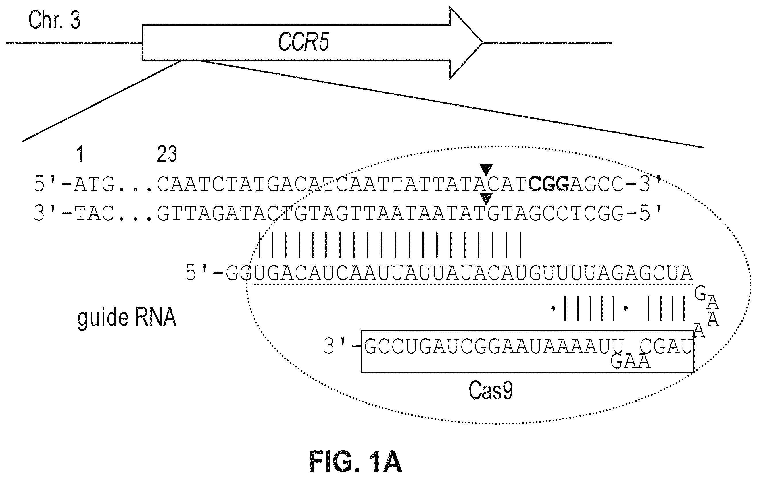 Patent US12612633 — Compositions for inducing modifications of target endogenous nucleic acid sequences in nucleuses of eukaryotic cells — Figure 1