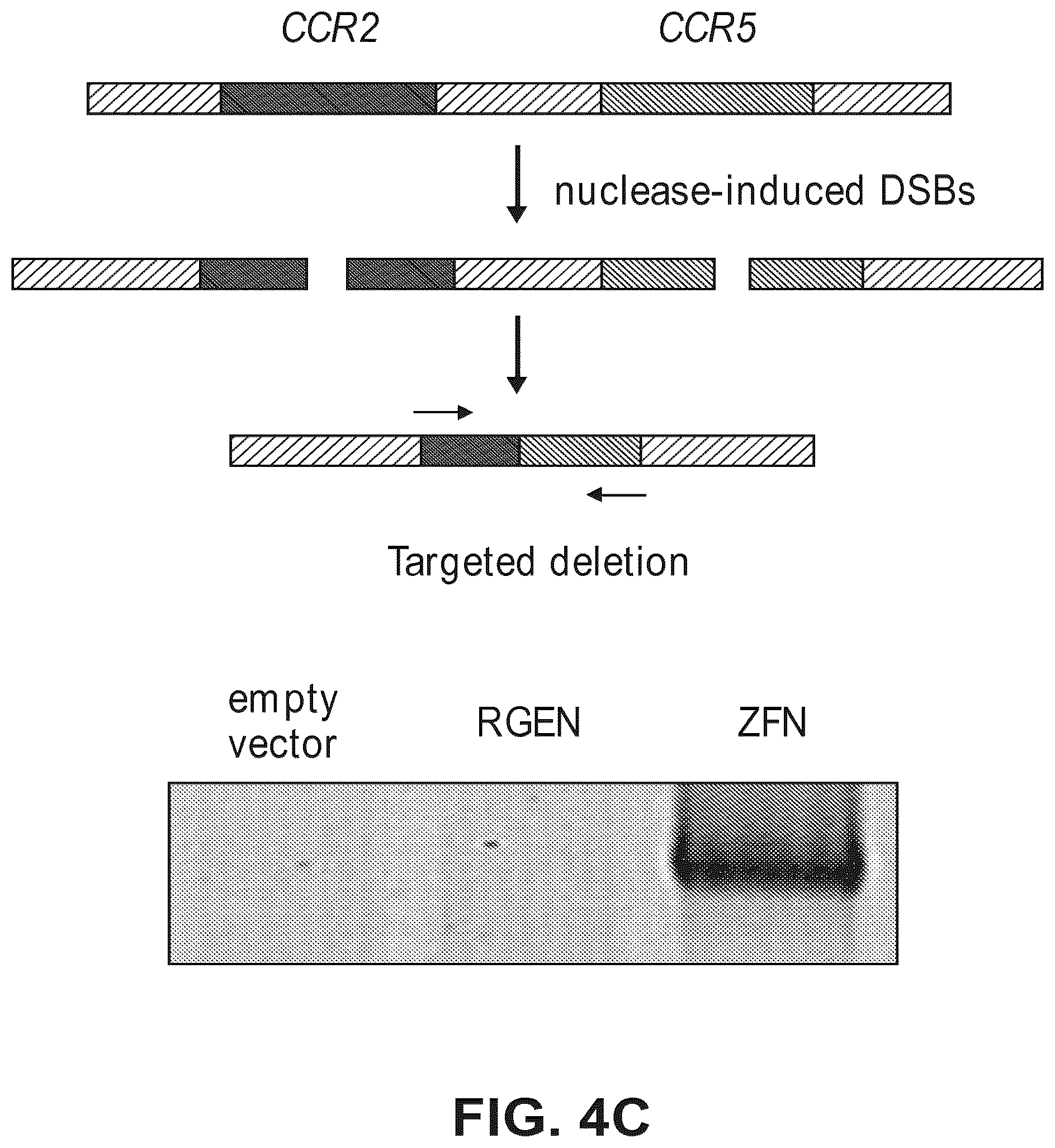 Patent US12612633 Figure 8 – Compositions for inducing modifications of target endogenous nucleic acid sequences in nucleuses of eukaryotic cells