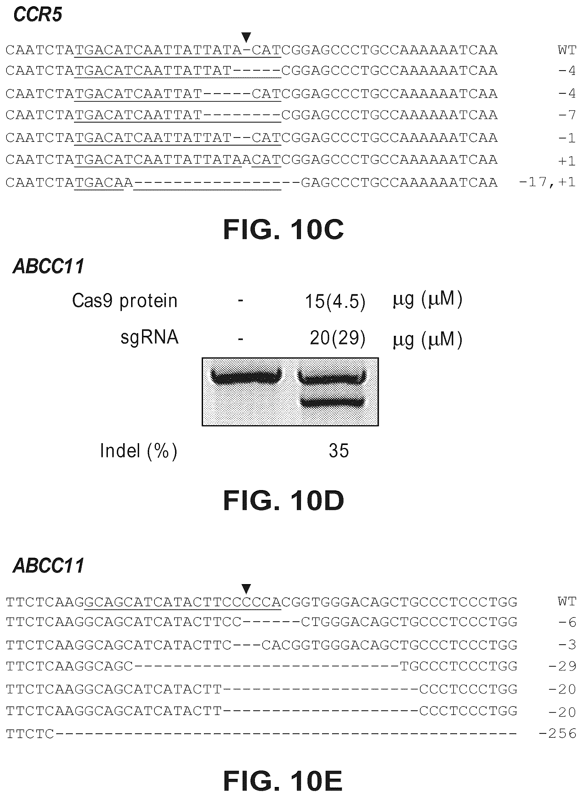 Patent US12612633 Figure 19 – Compositions for inducing modifications of target endogenous nucleic acid sequences in nucleuses of eukaryotic cells