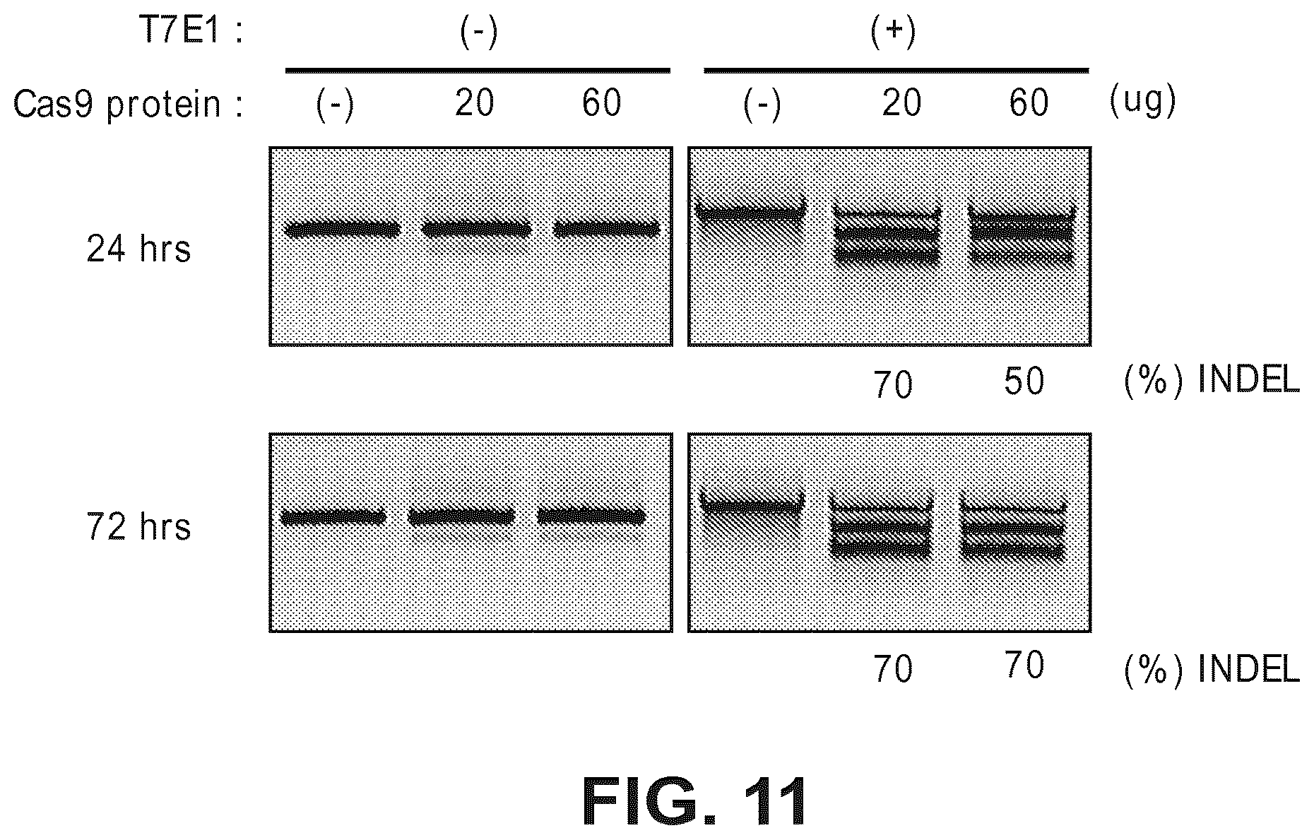 Patent US12612633 Figure 20 – Compositions for inducing modifications of target endogenous nucleic acid sequences in nucleuses of eukaryotic cells