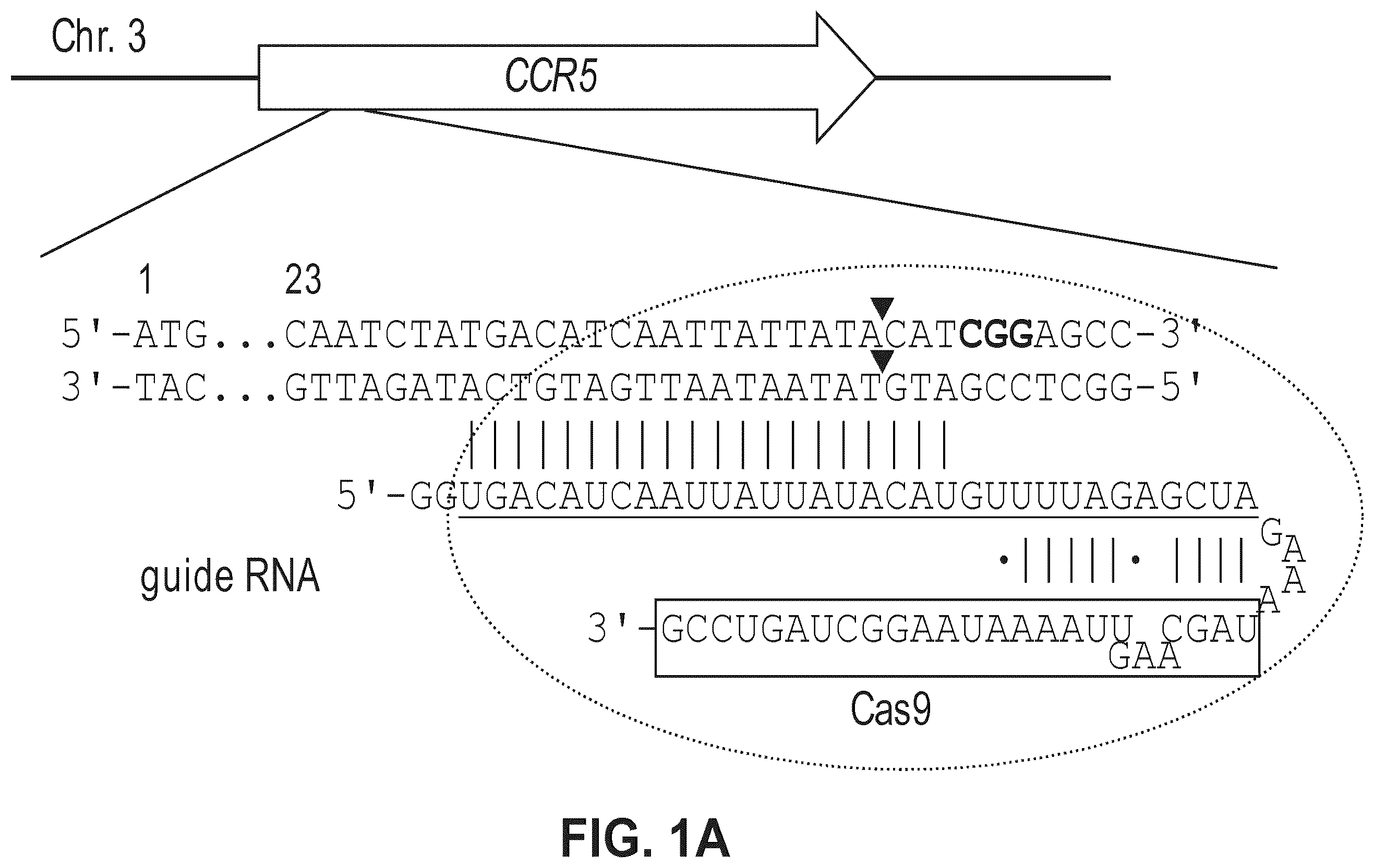 Patent US12612634 Figure 1 – Compositions for inducing modifications of target endogenous nucleic acid sequences in nucleuses of eukaryotic cells