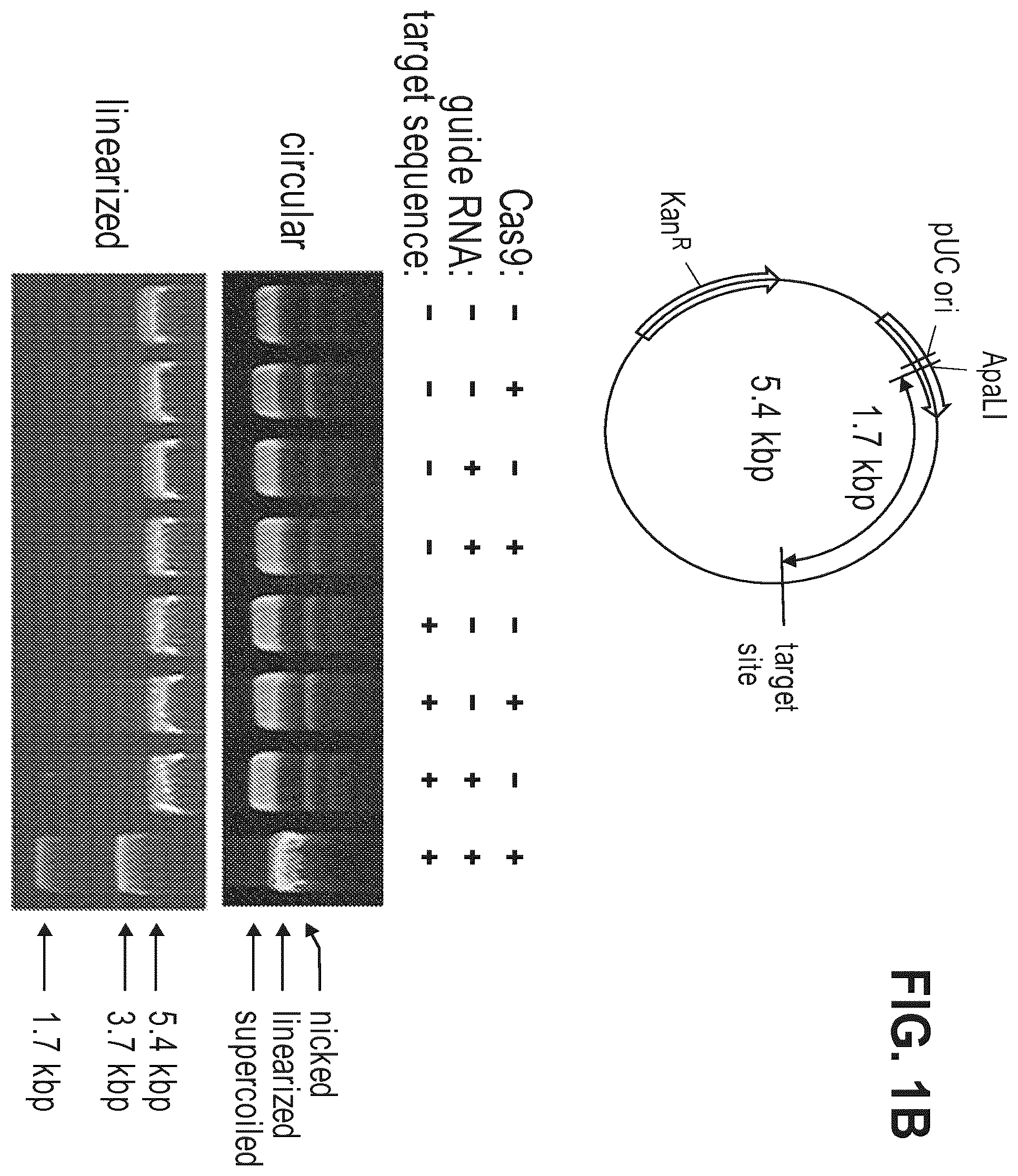 Patent US12612634 Figure 2 – Compositions for inducing modifications of target endogenous nucleic acid sequences in nucleuses of eukaryotic cells