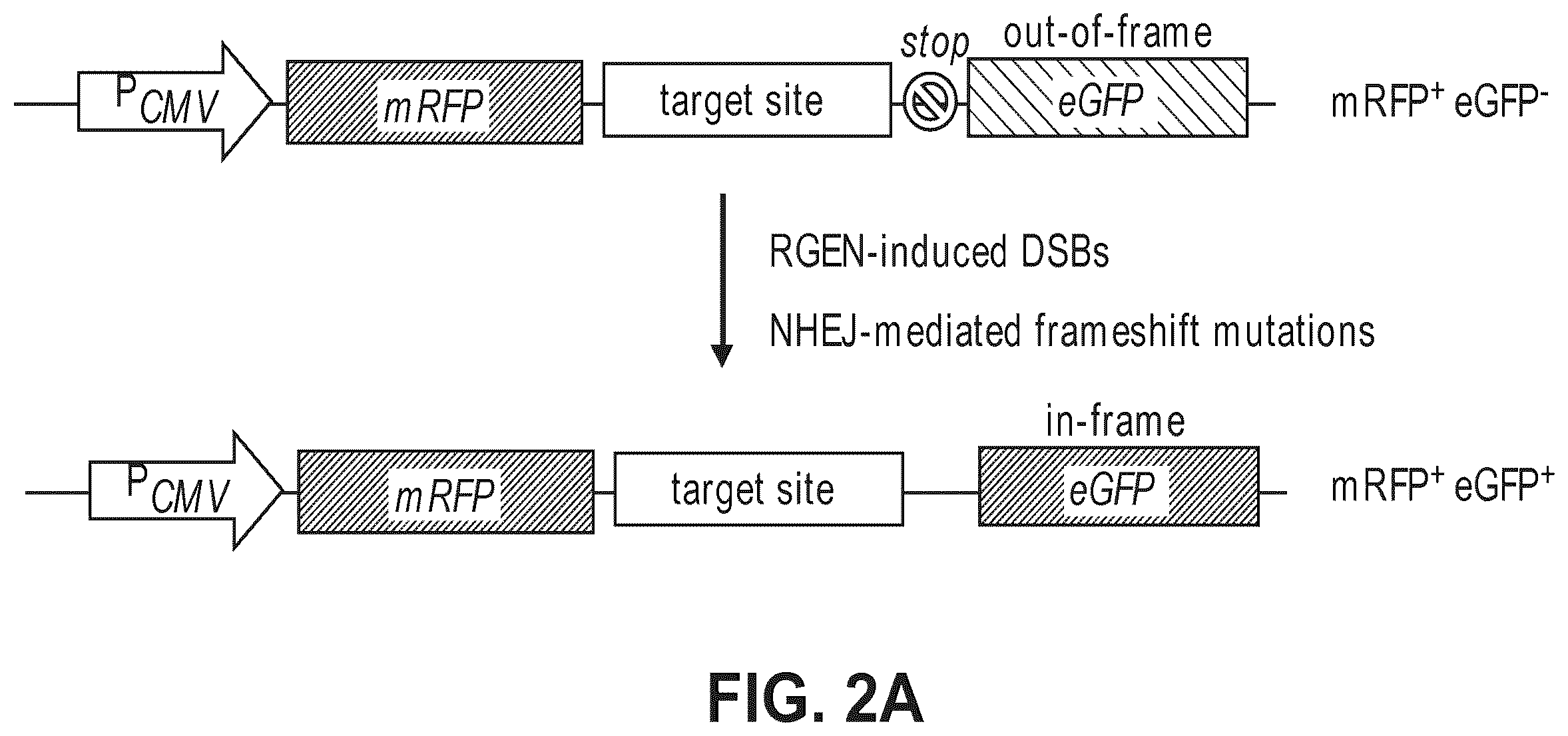 Patent US12612634 Figure 3 – Compositions for inducing modifications of target endogenous nucleic acid sequences in nucleuses of eukaryotic cells